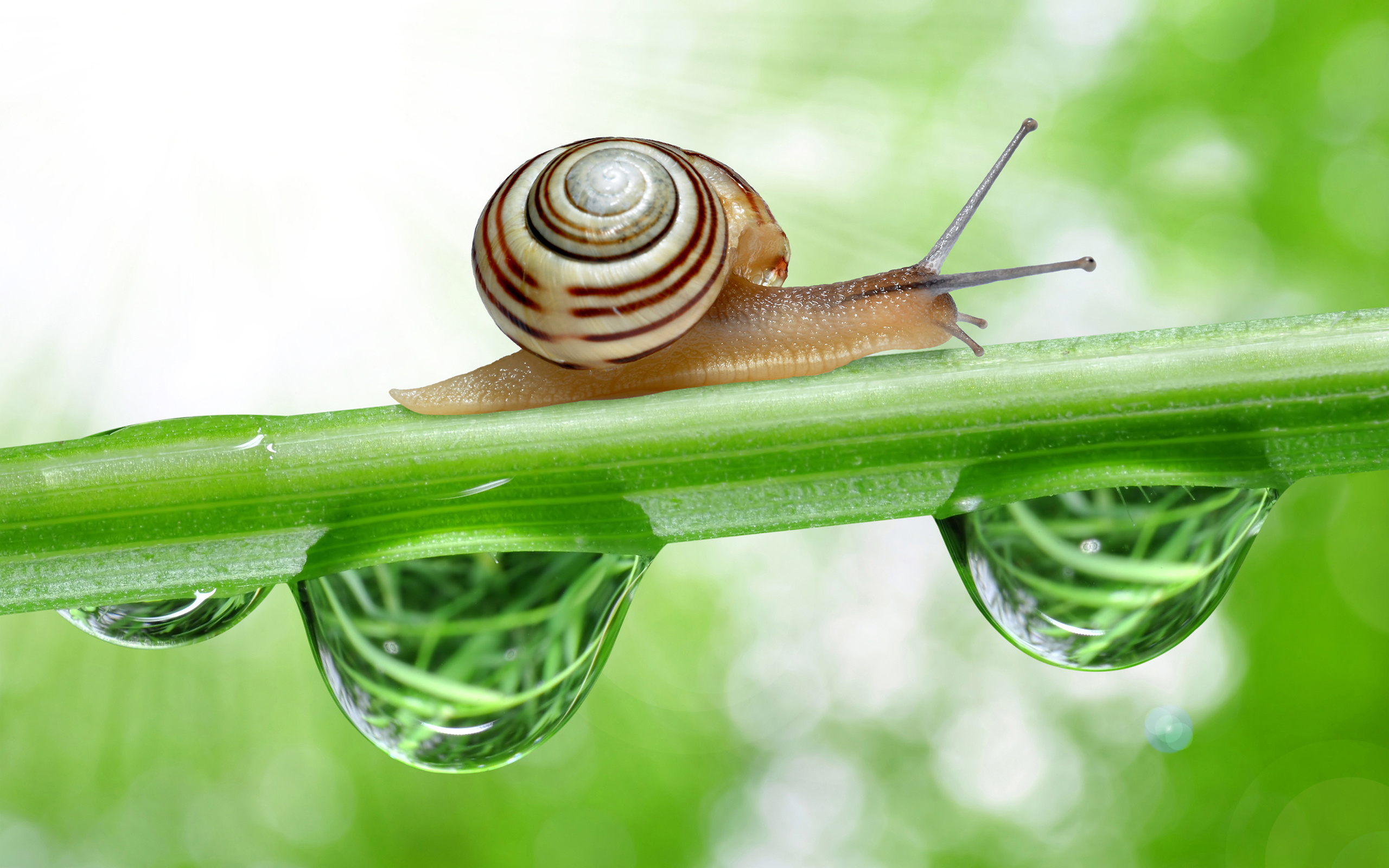 snail, resolution, high