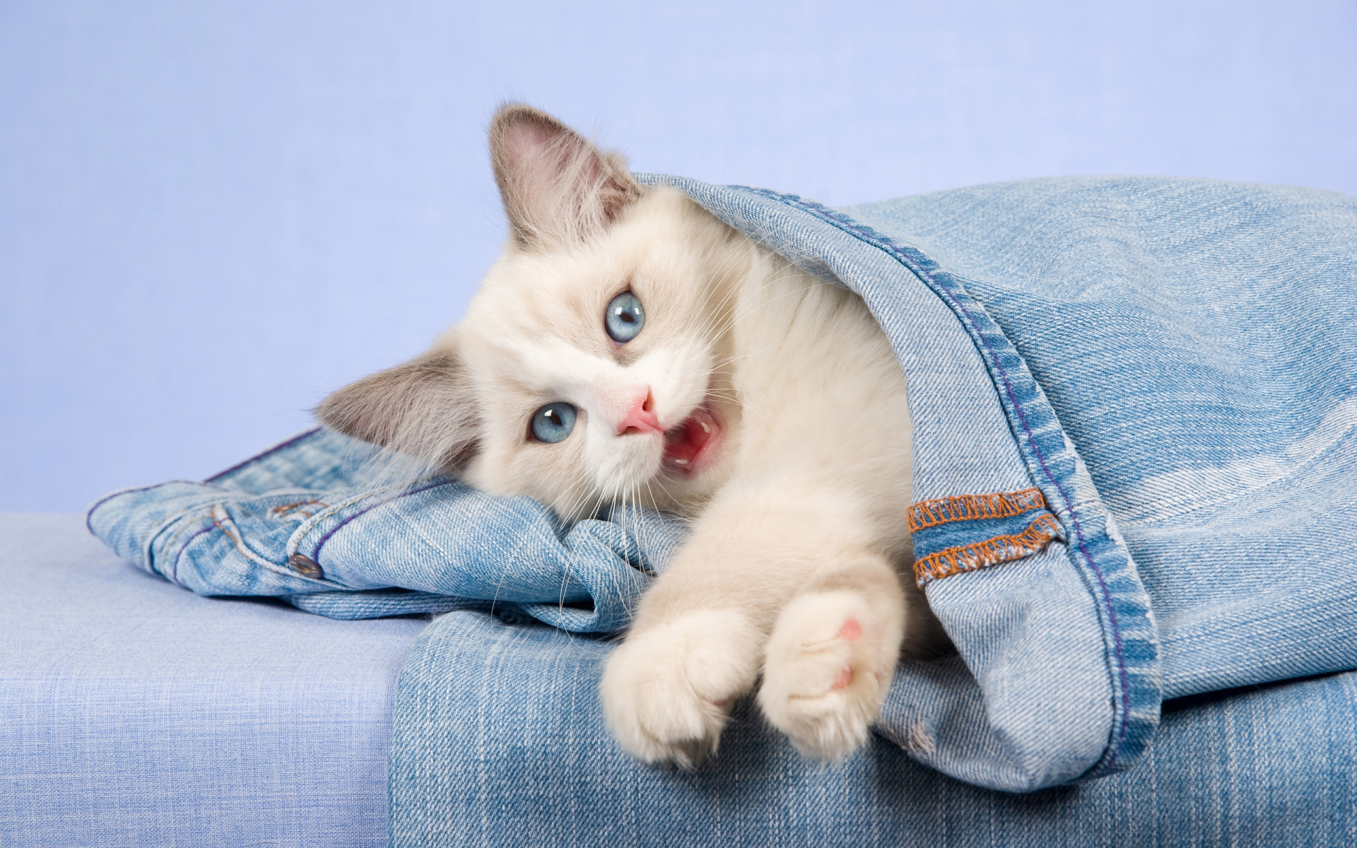 je, янв, ragdoll