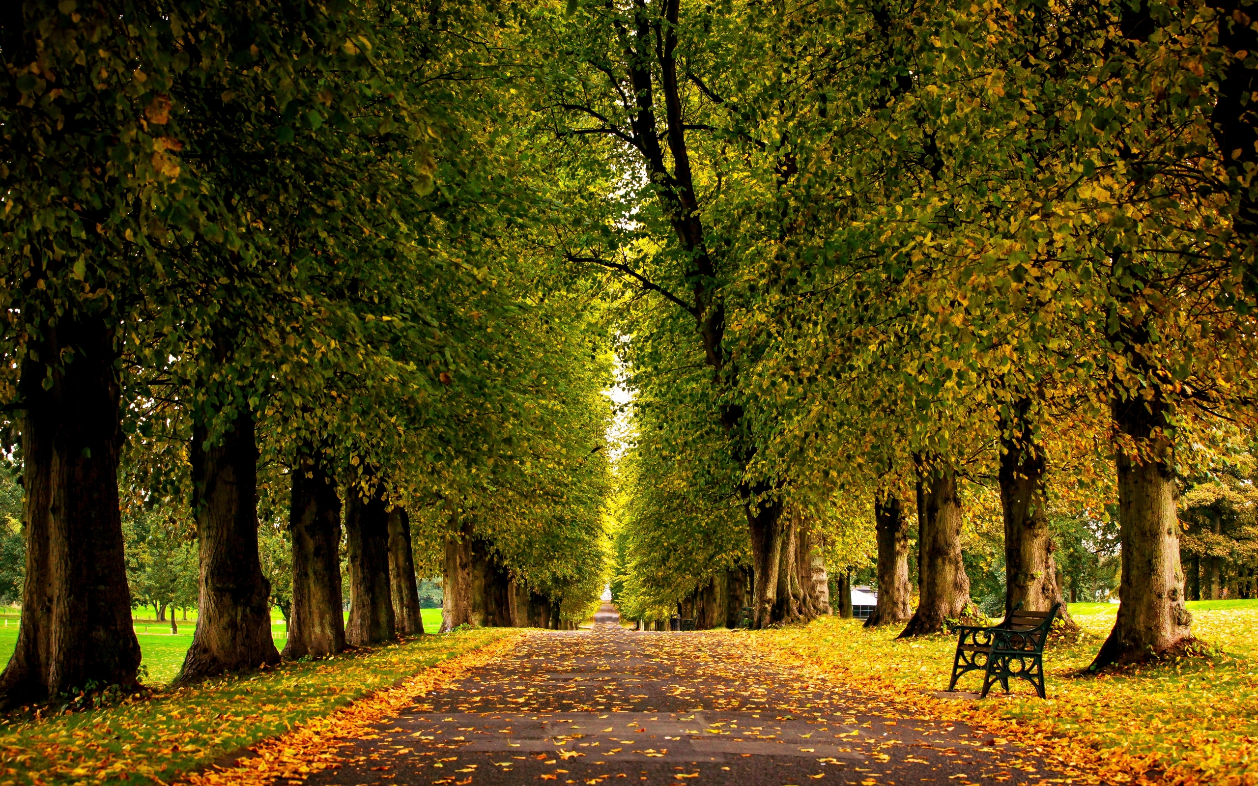 дорожка, осень, деревья, листва бесплатно