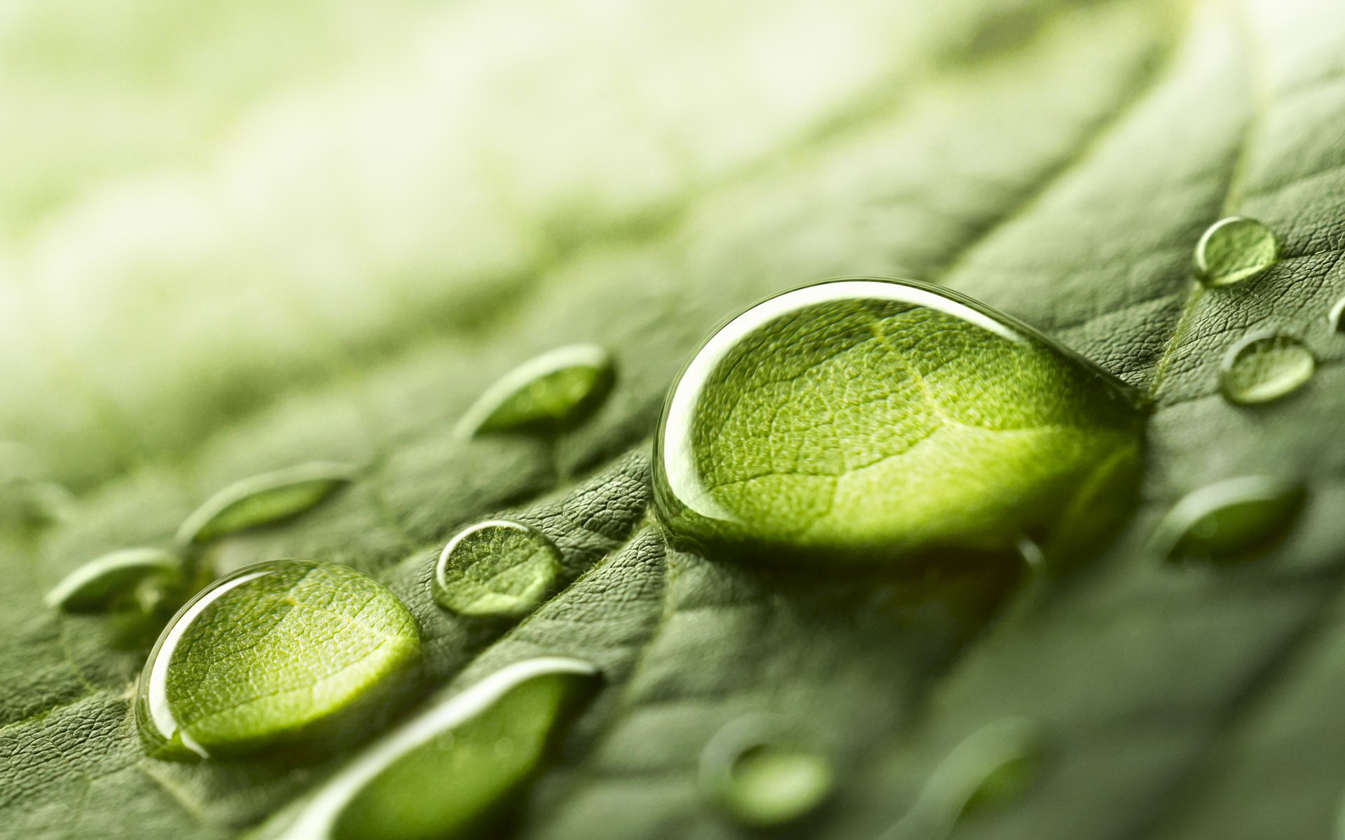 фотообои, digma, магазин