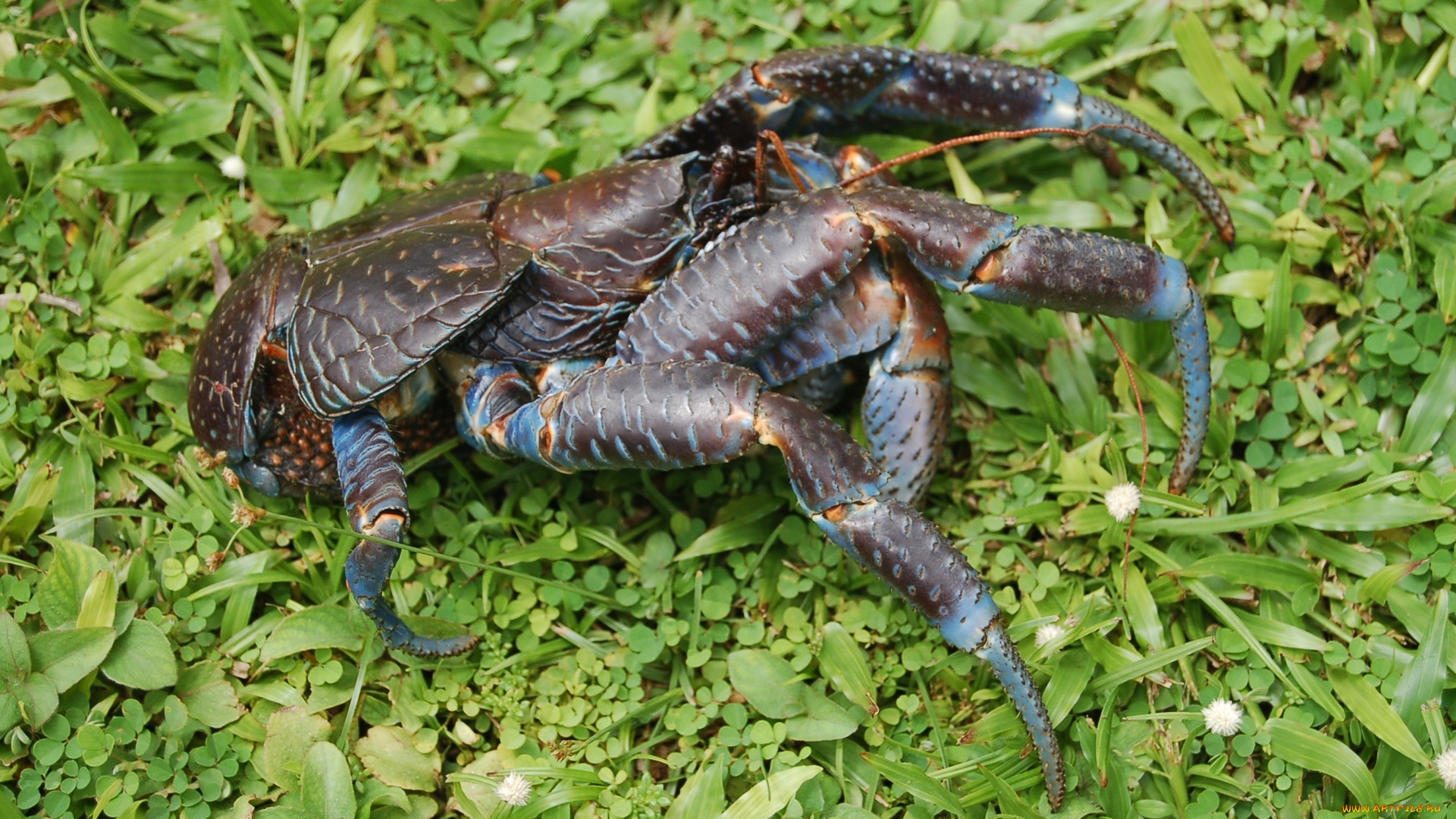 пальмовый, вор, краб