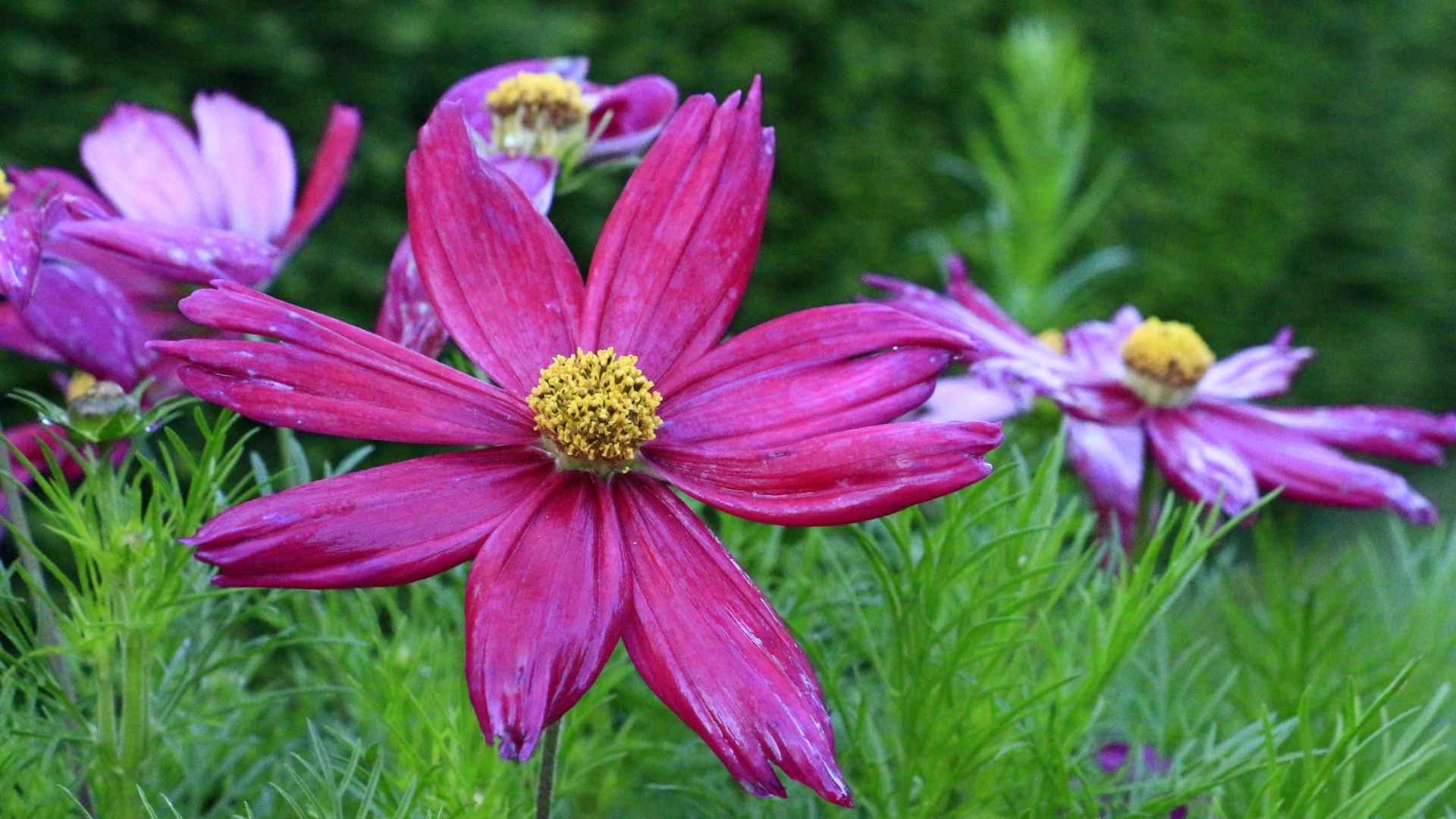 blüte, папаéis, parede