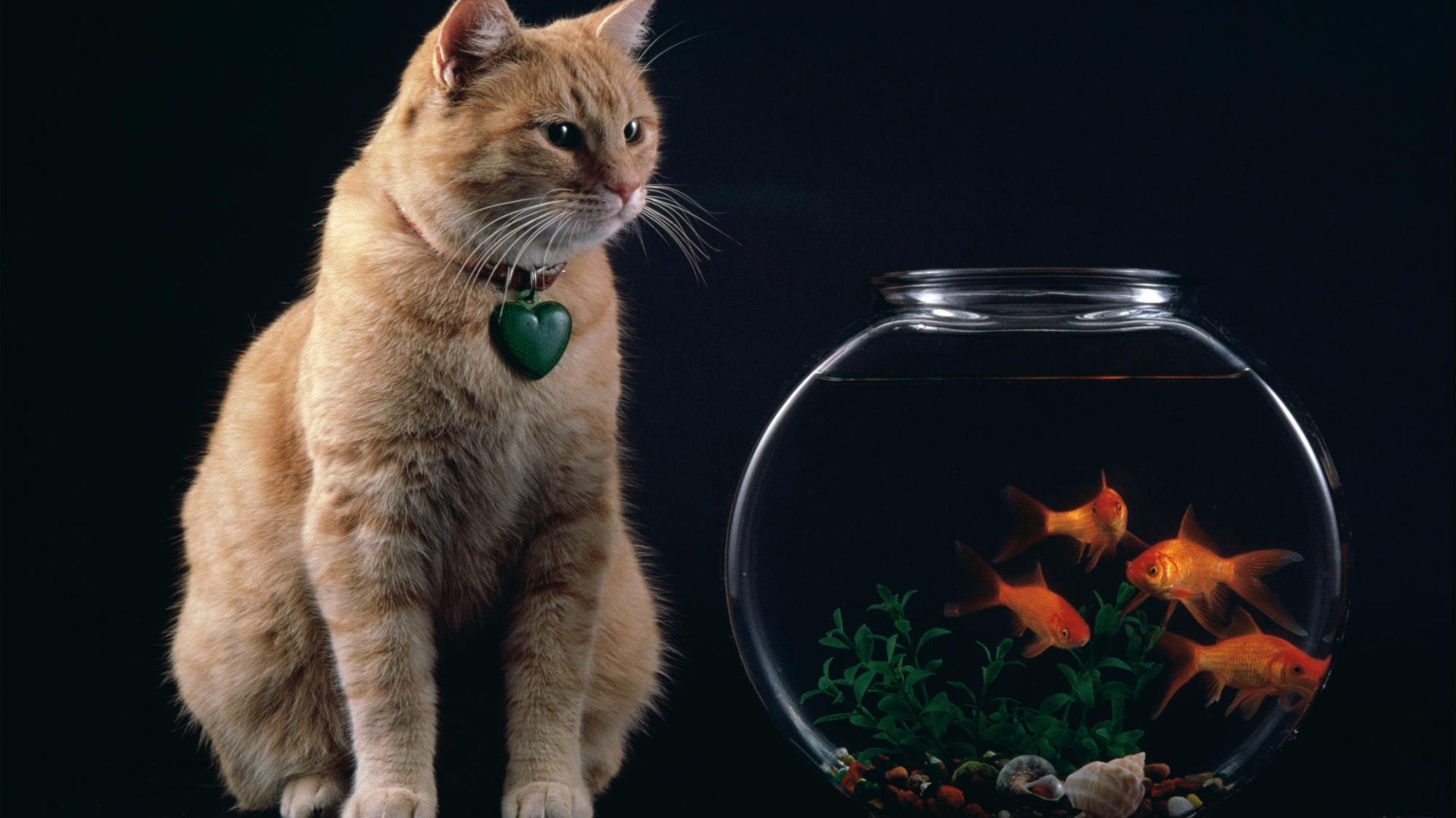 кота, рыба