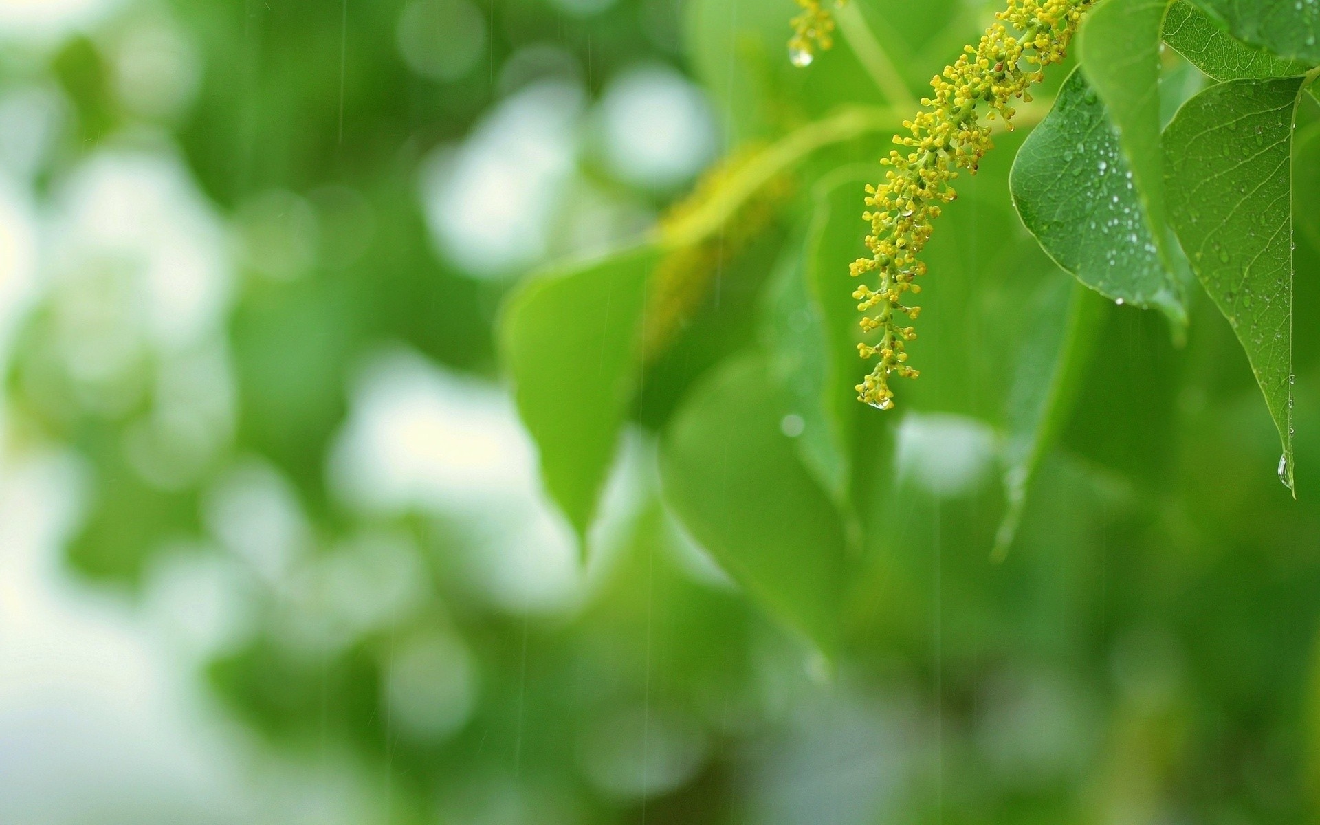 flore, лист, verde