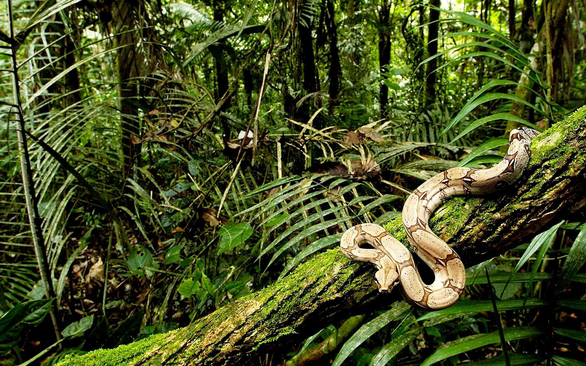 Lianas in Interior of Lowland Rainforest, La Selva Biological Station, Costa Rica бесплатно