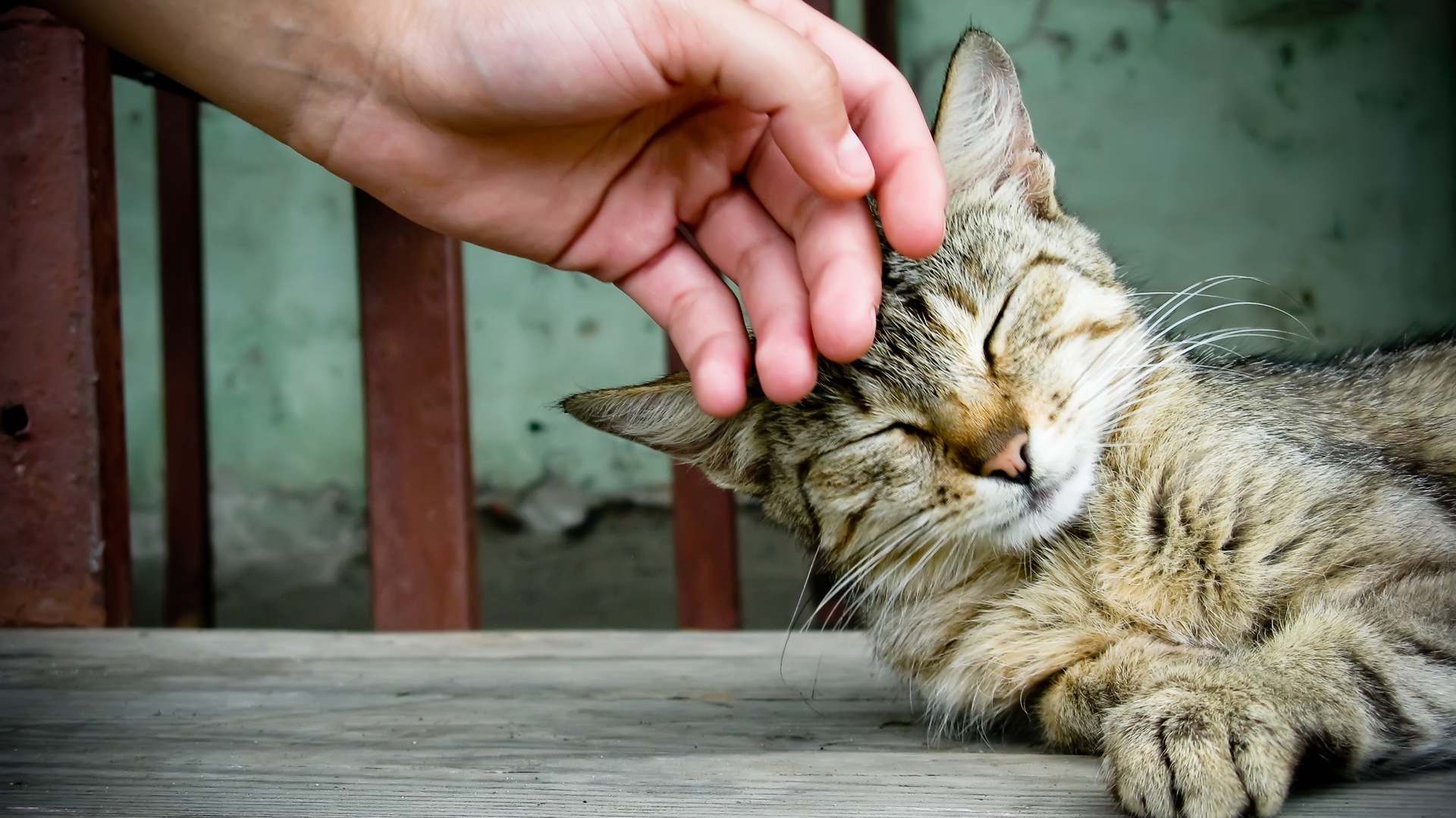 штрих, кошку, кота