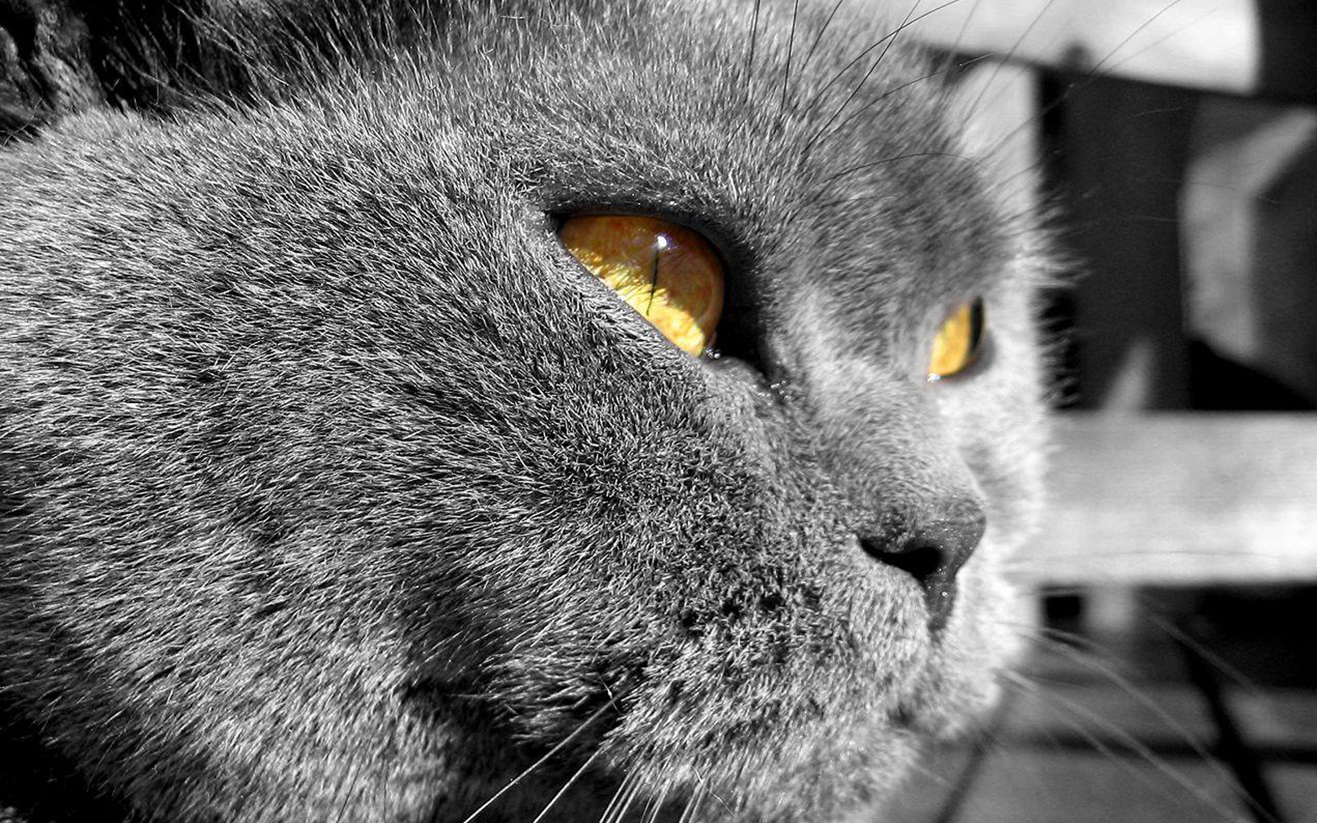кошки, коты, серые