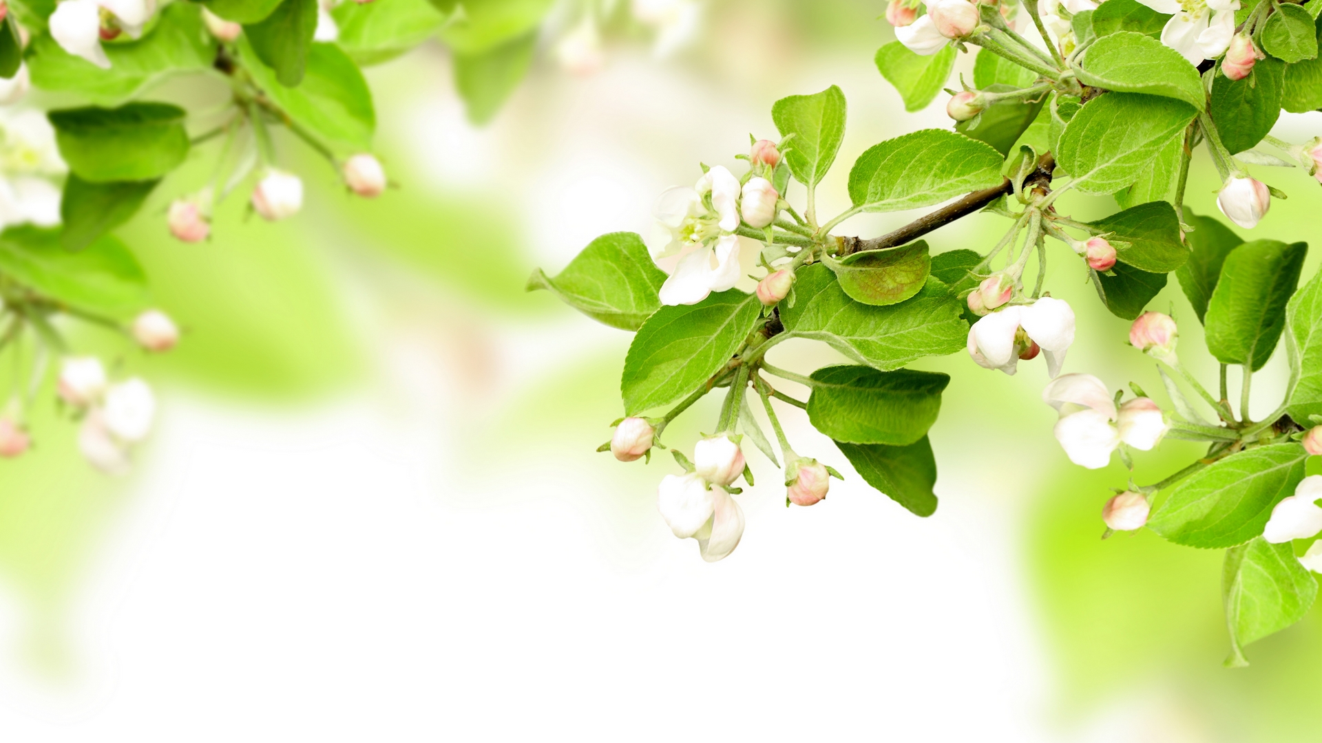 navruz, открытка, поздравляем