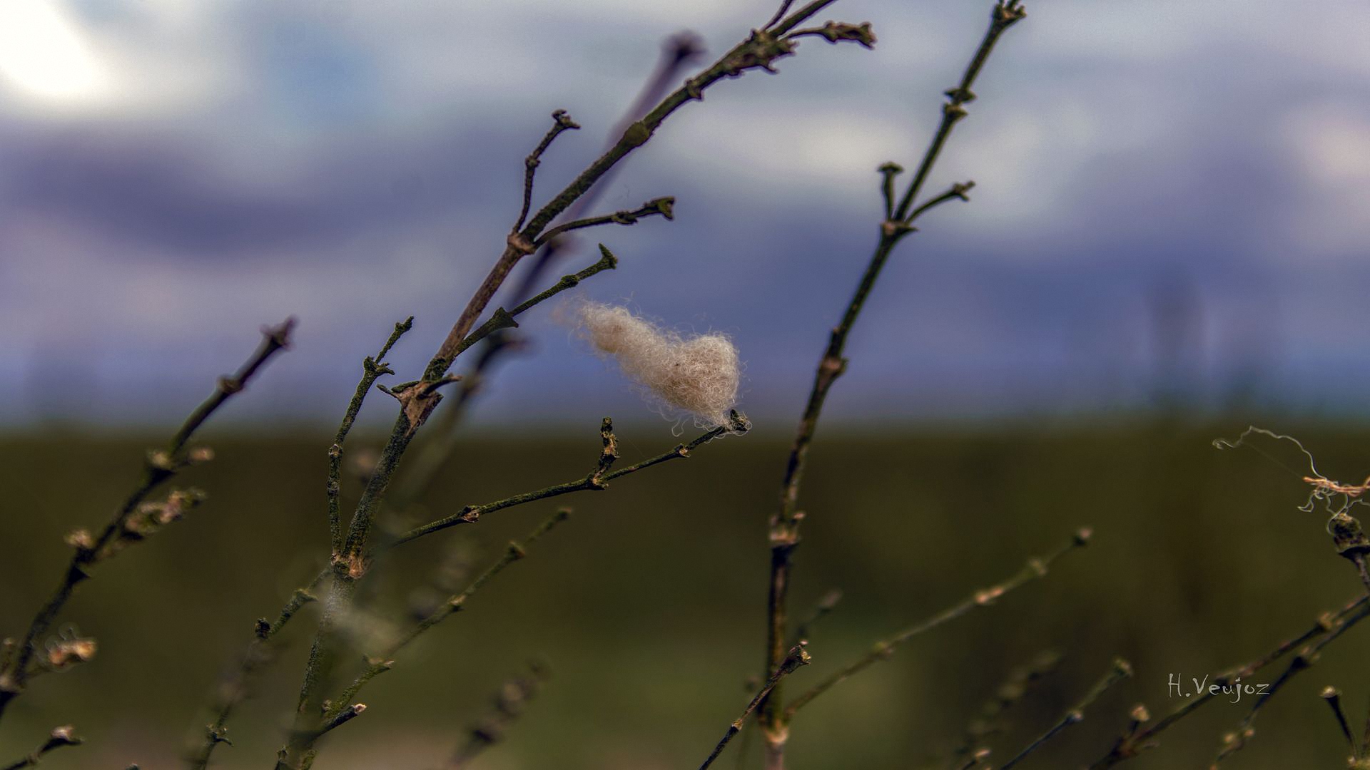 sedge, растение, arkcyperacea