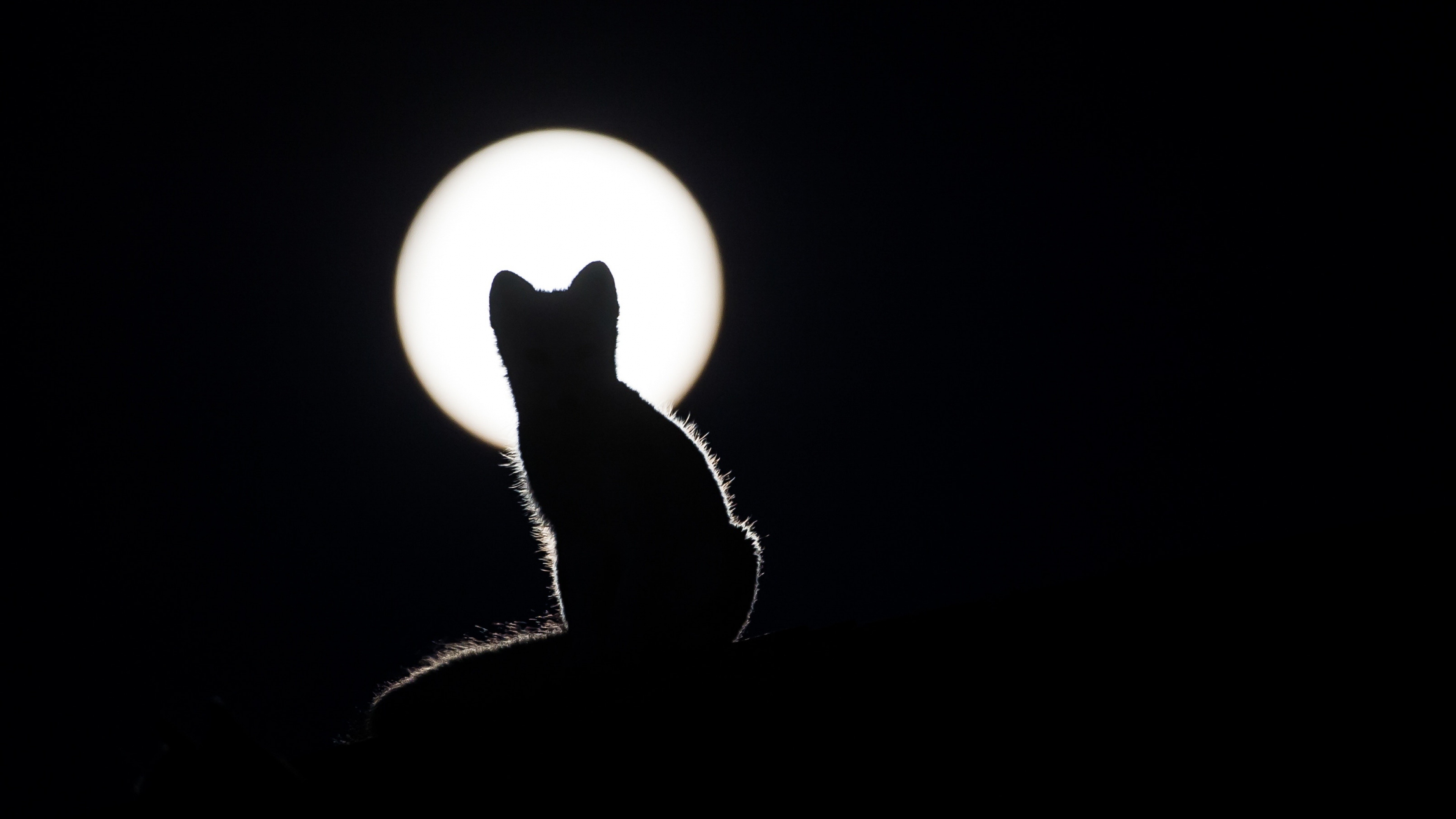 кот, силуэт, котенок