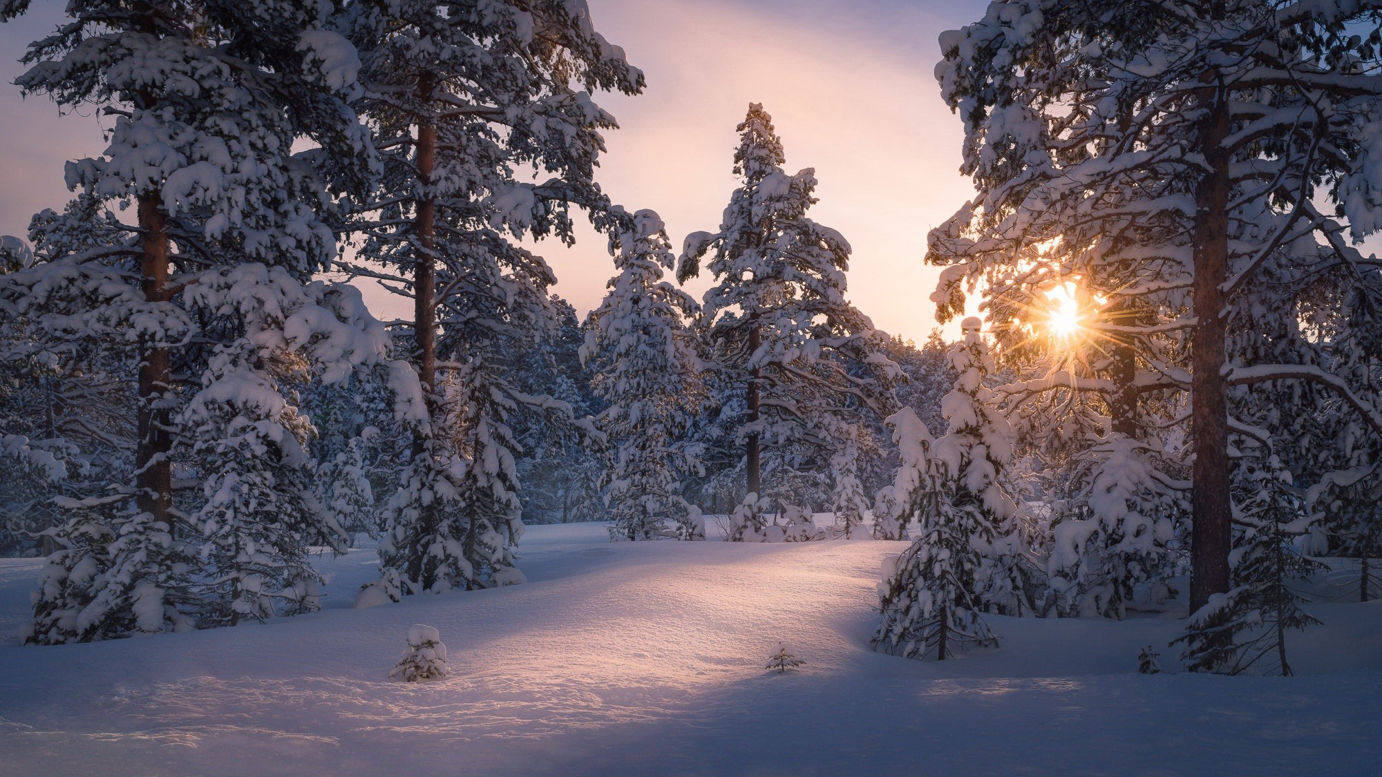 лентяй, пульс, яко-кус