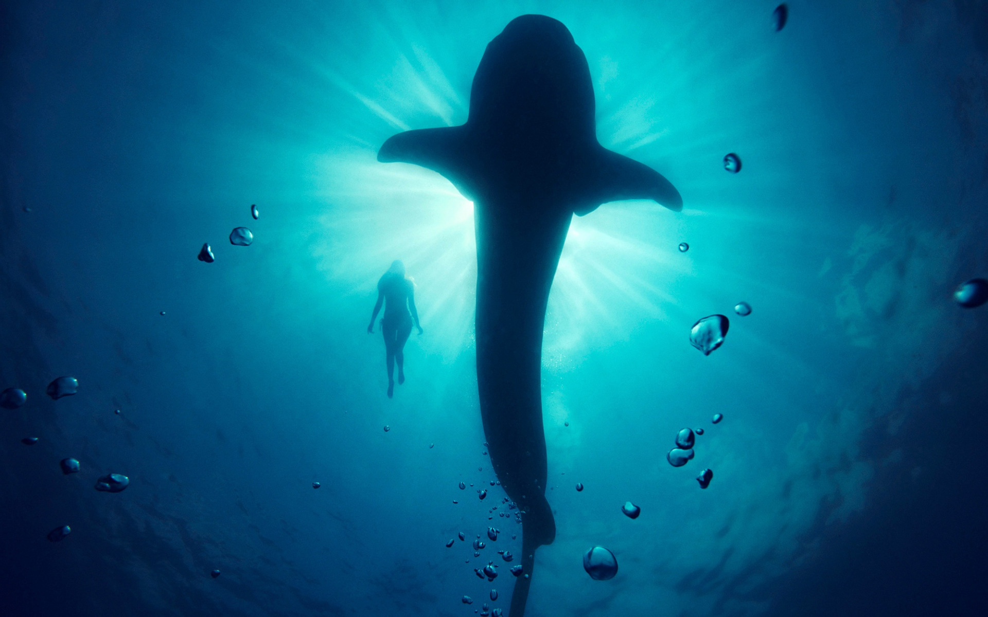 кит, underwater, девушка