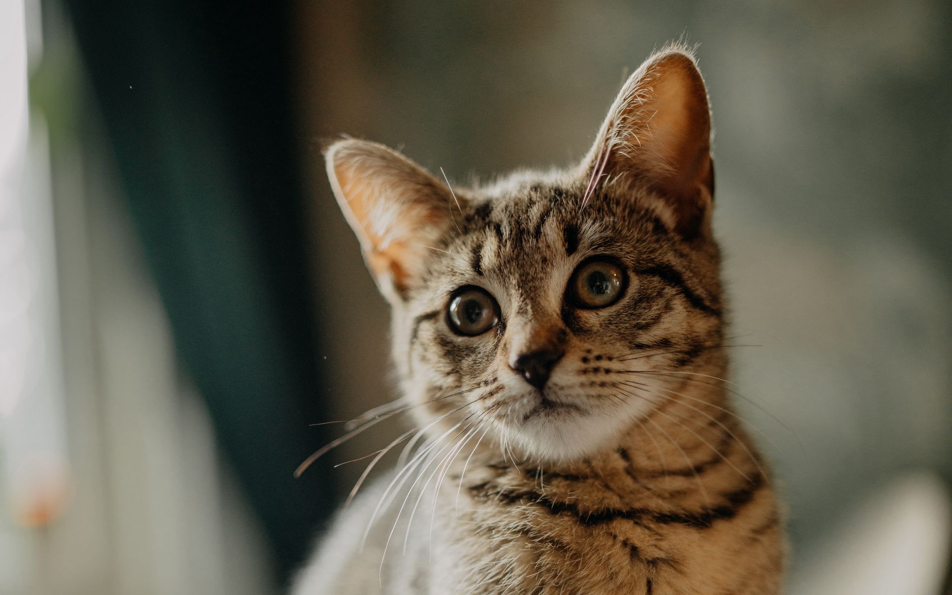 кот, котенок