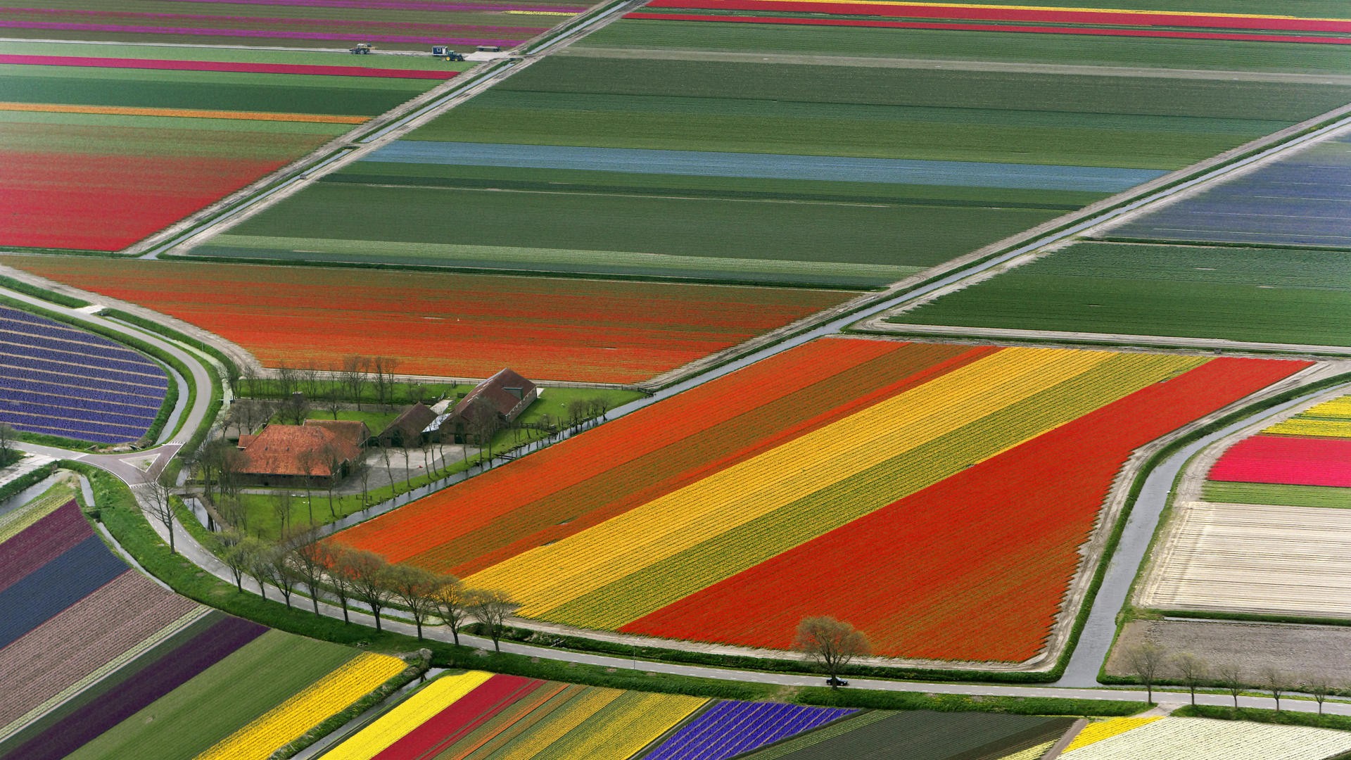 тюльпан, weed, holland