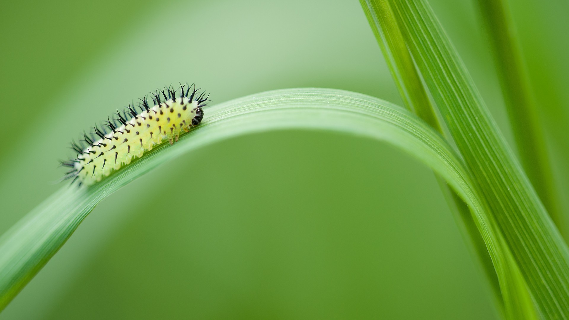 lagarta, насекомое