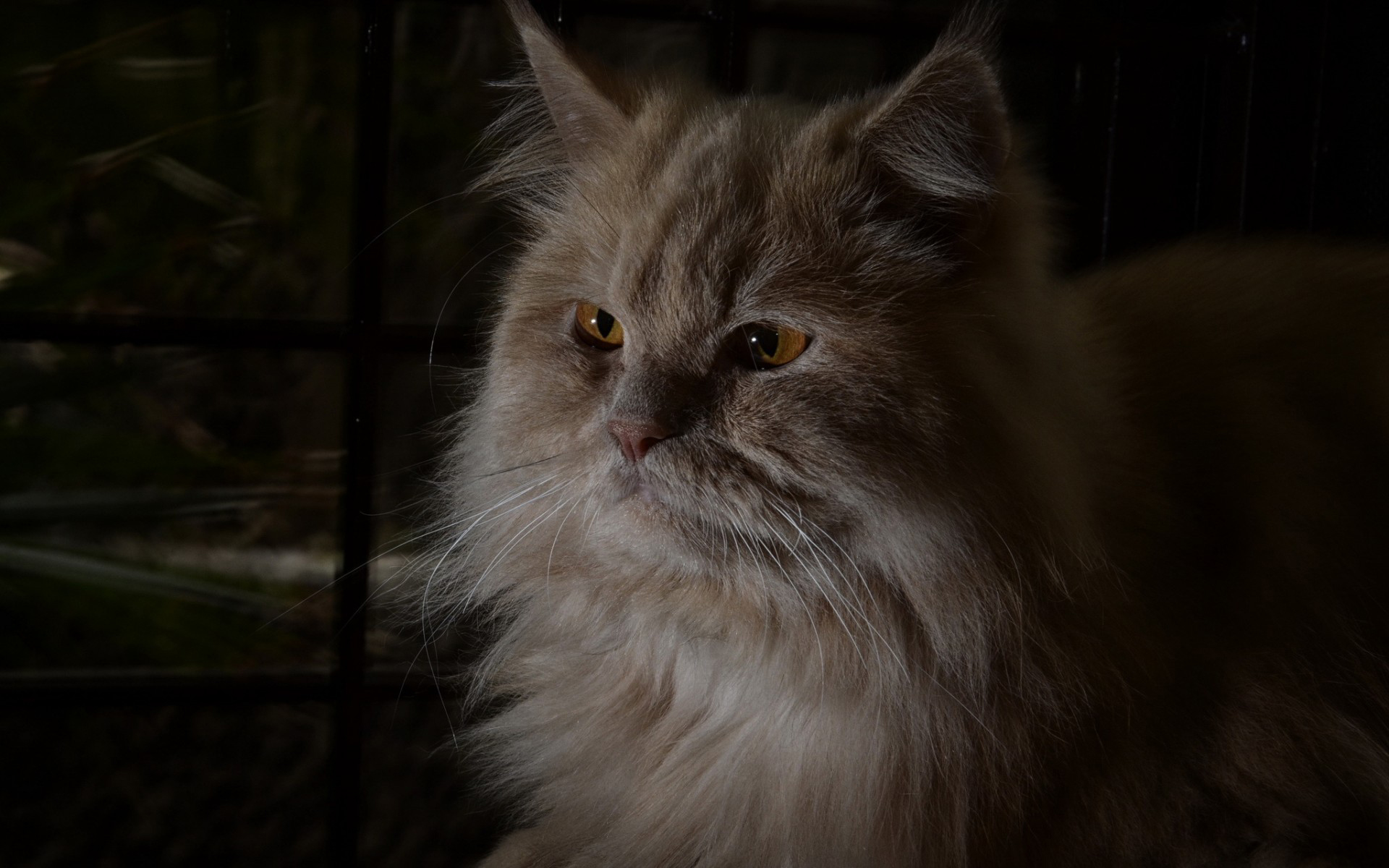 кошка, которая смотрит в окно