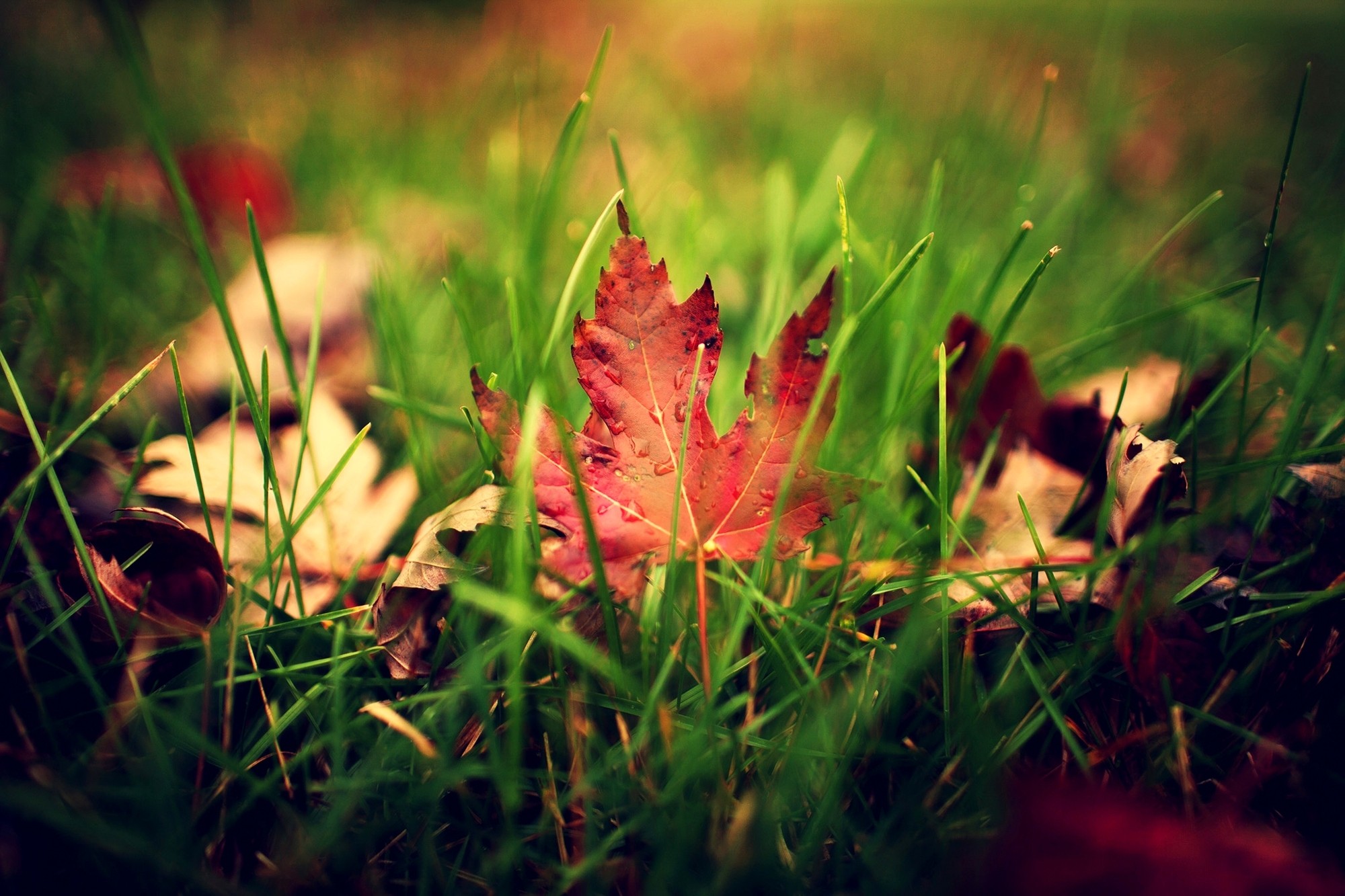 Кленовый лист в траве без смс