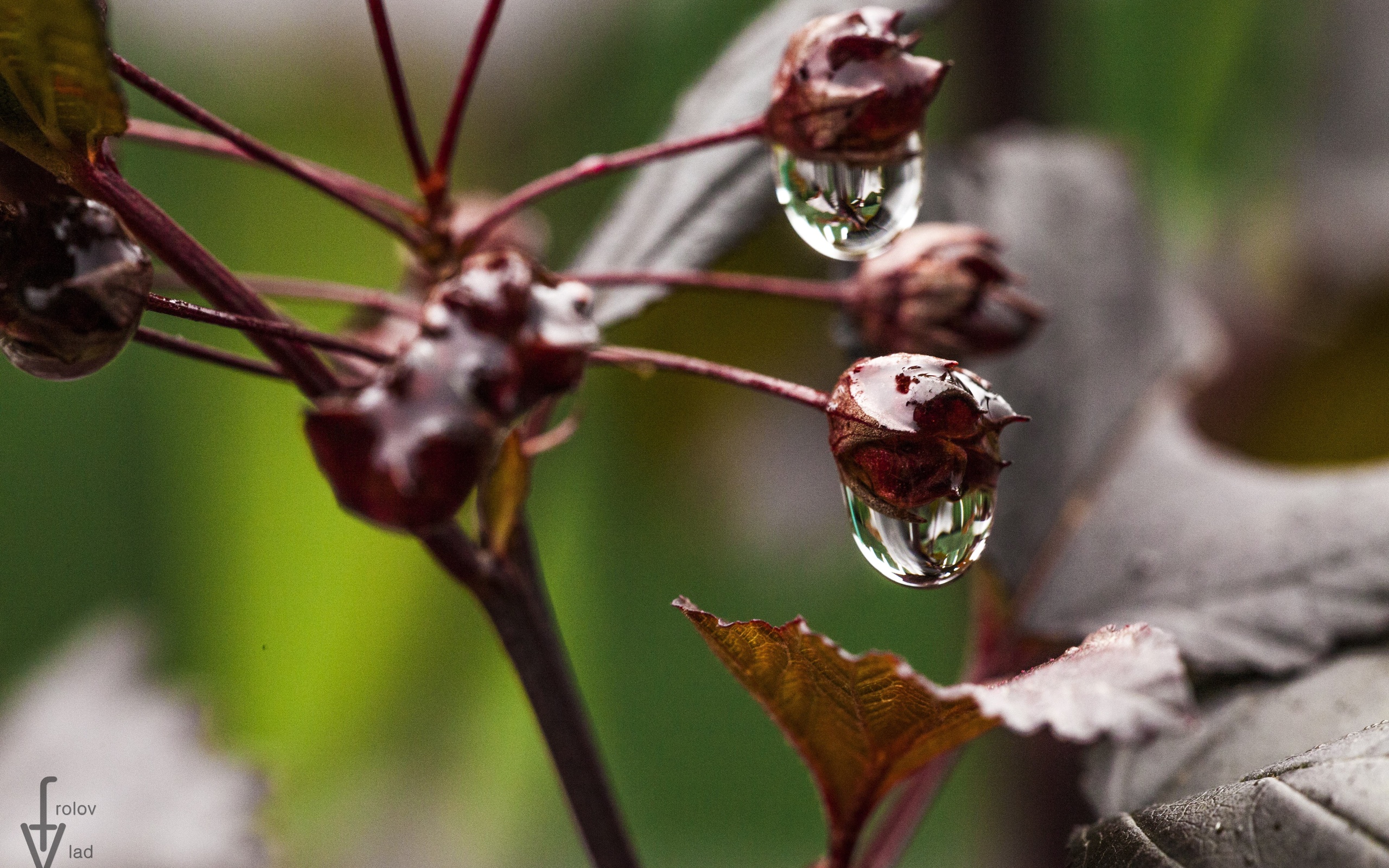 влад, frolov, фотограф Фон № 78466 разрешение 2560x1600