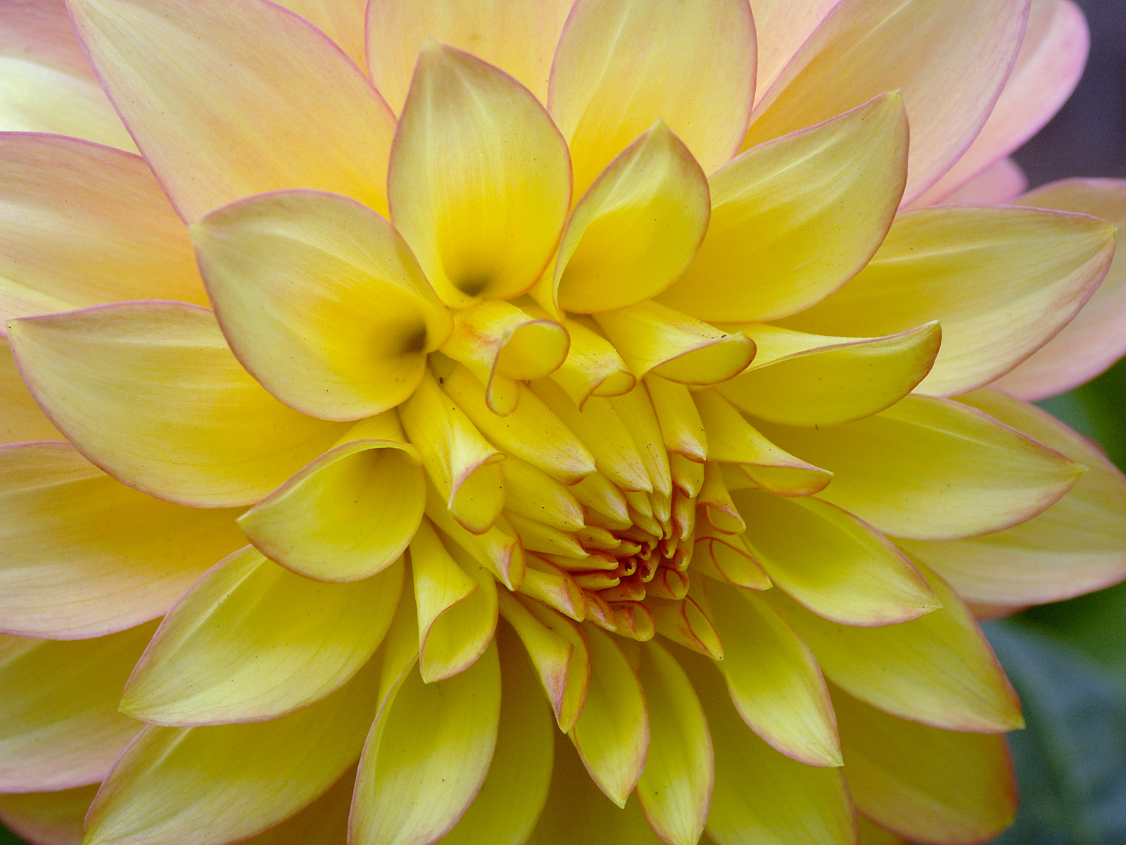 цветы, георгины, желтые