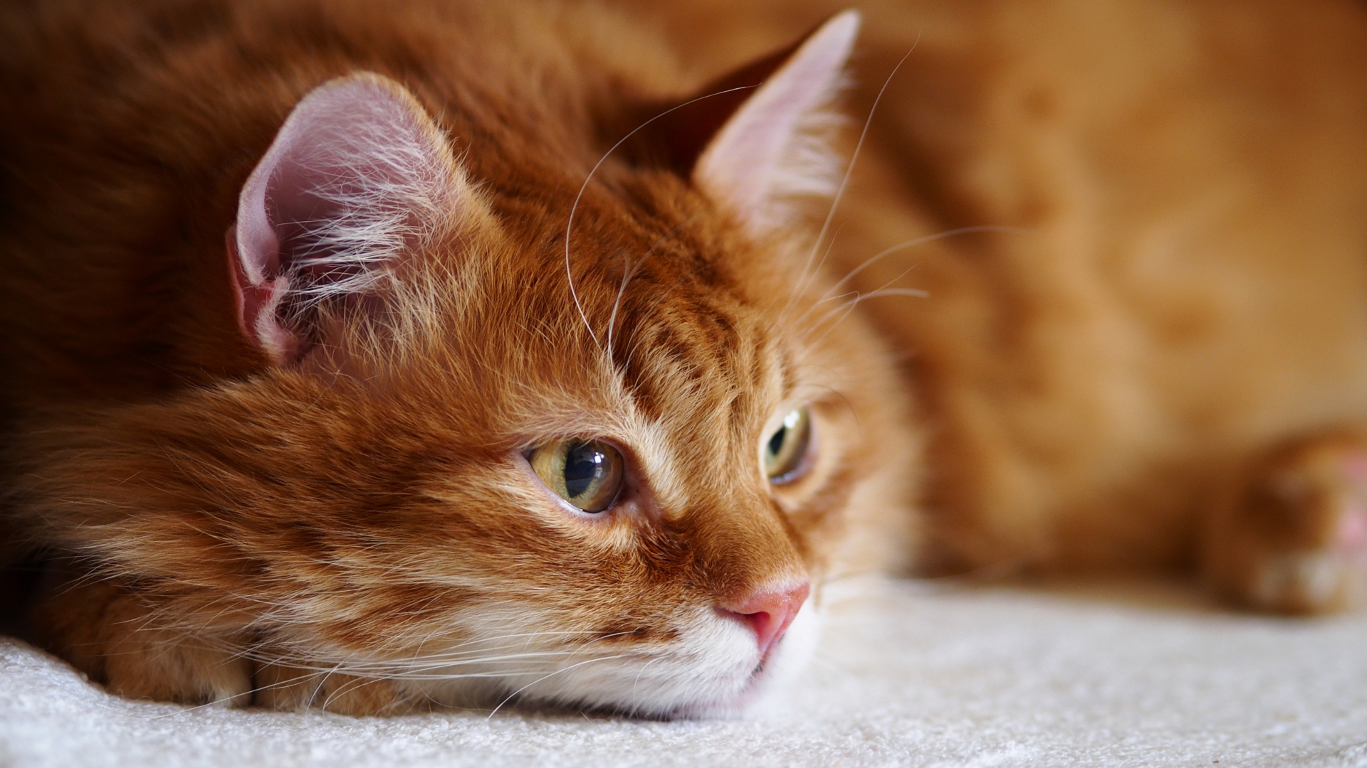 животное, красное