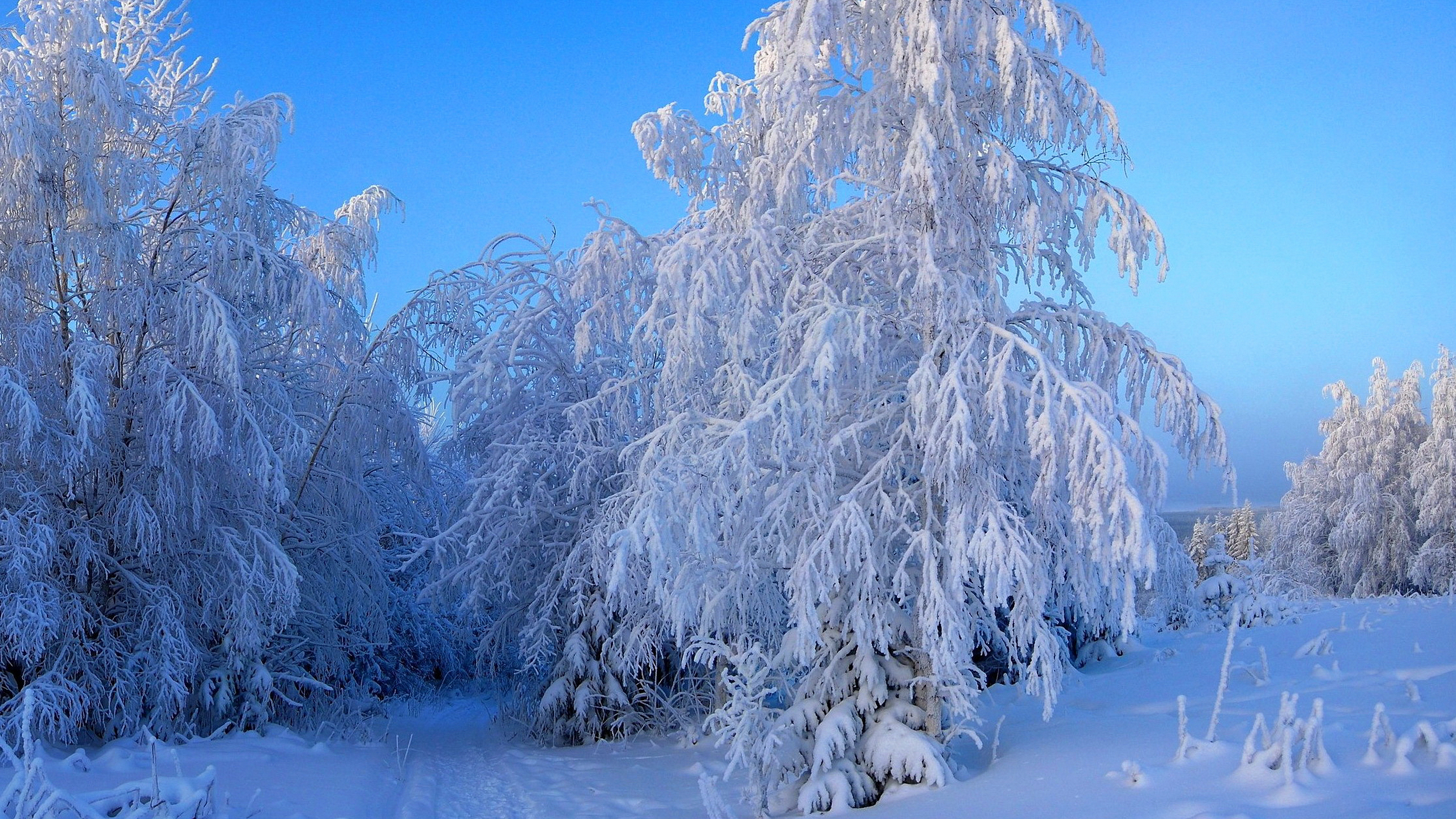 Хорошее зимнее видео. Зимняя природа. Зима пейзаж. Красивая зима. Красивый зимний лес.