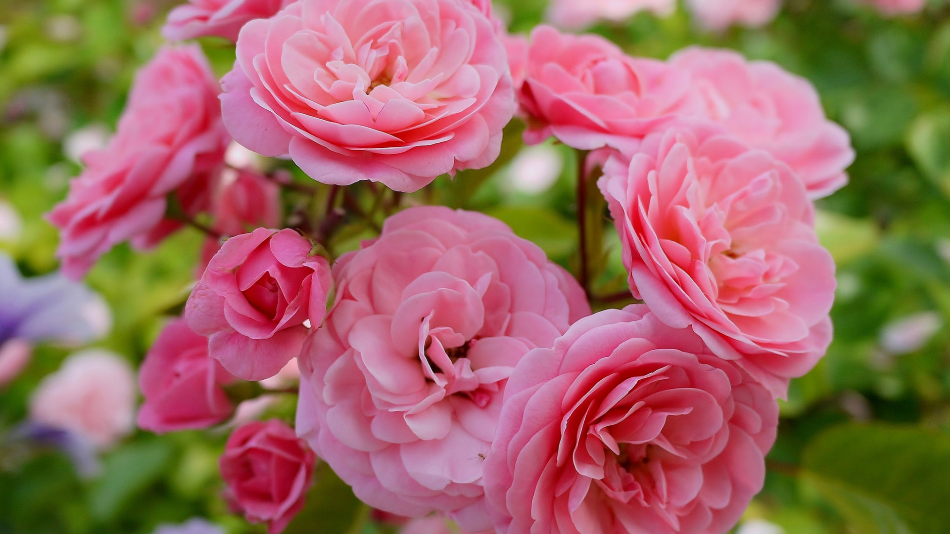 есть много розовых роз, которые цветут в саду