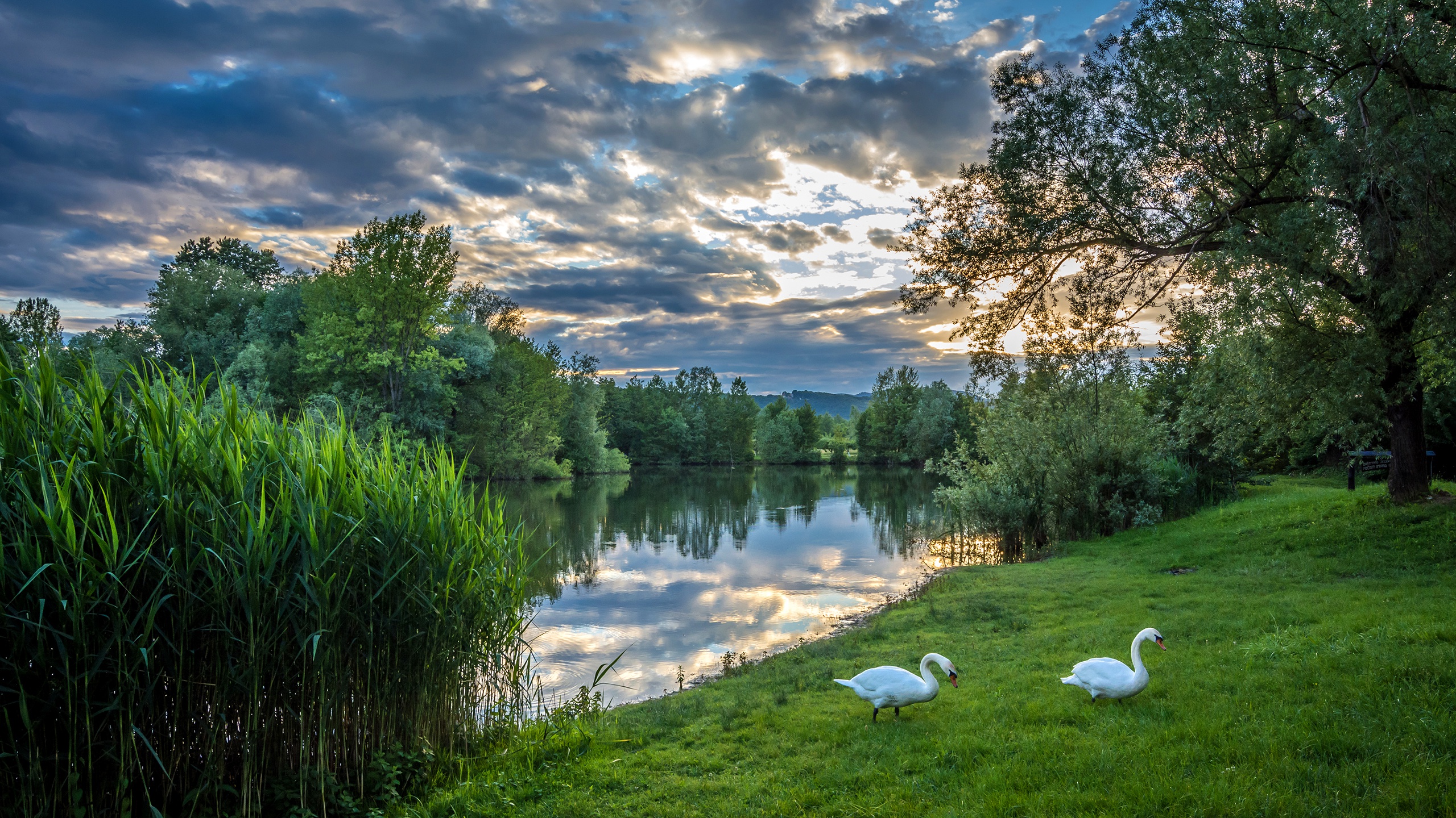 река, дерево, облако