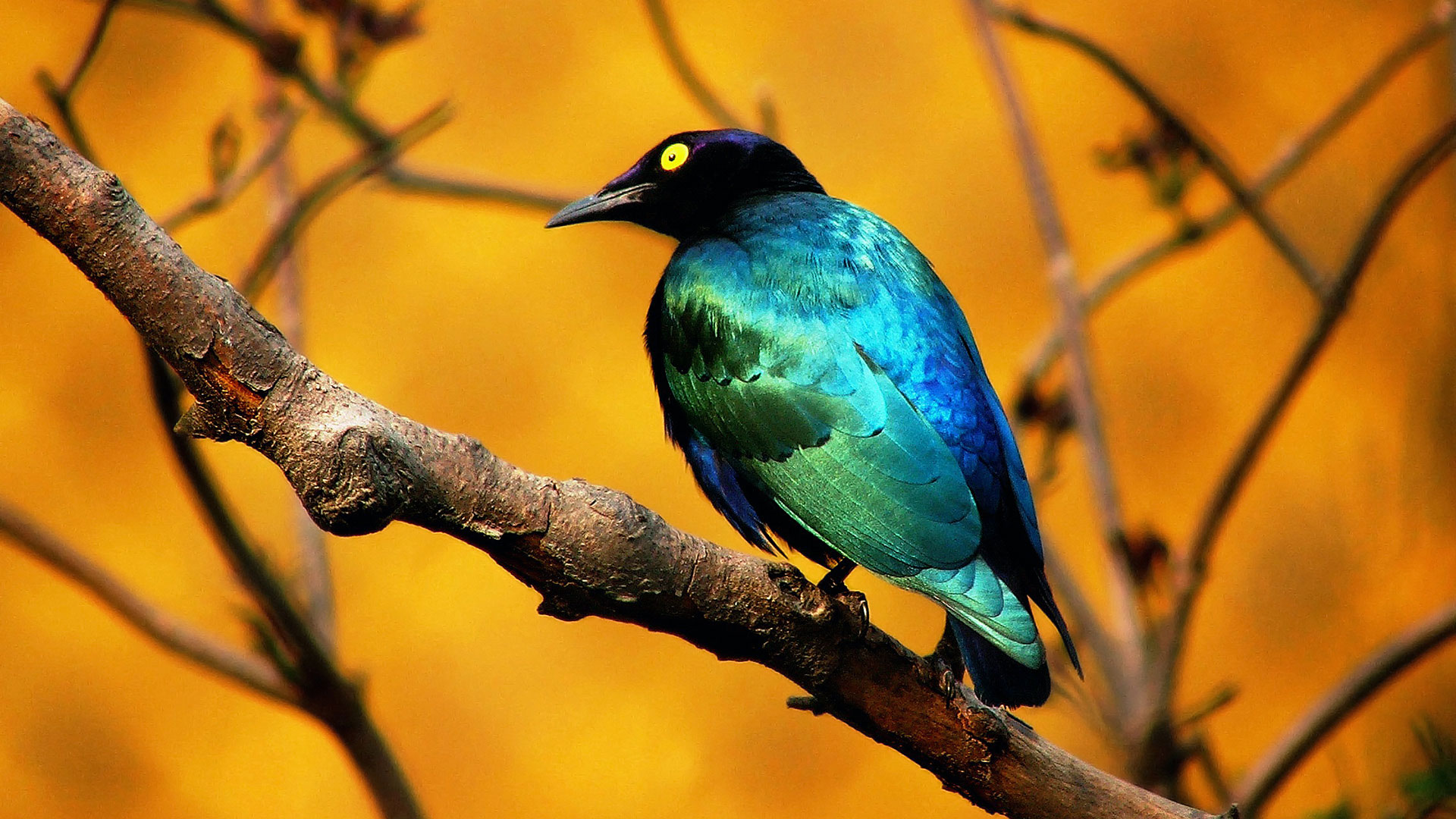 pájaro, azul, pantalla