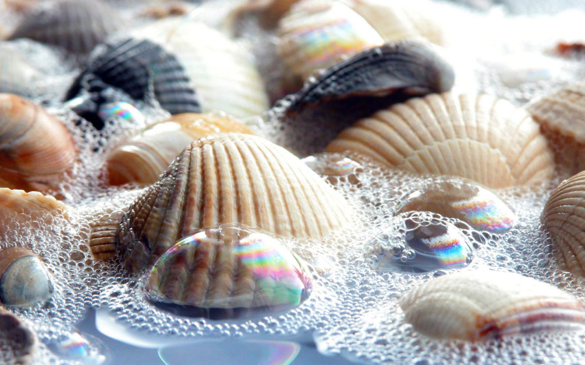 морская скорлупа, ойр, вода