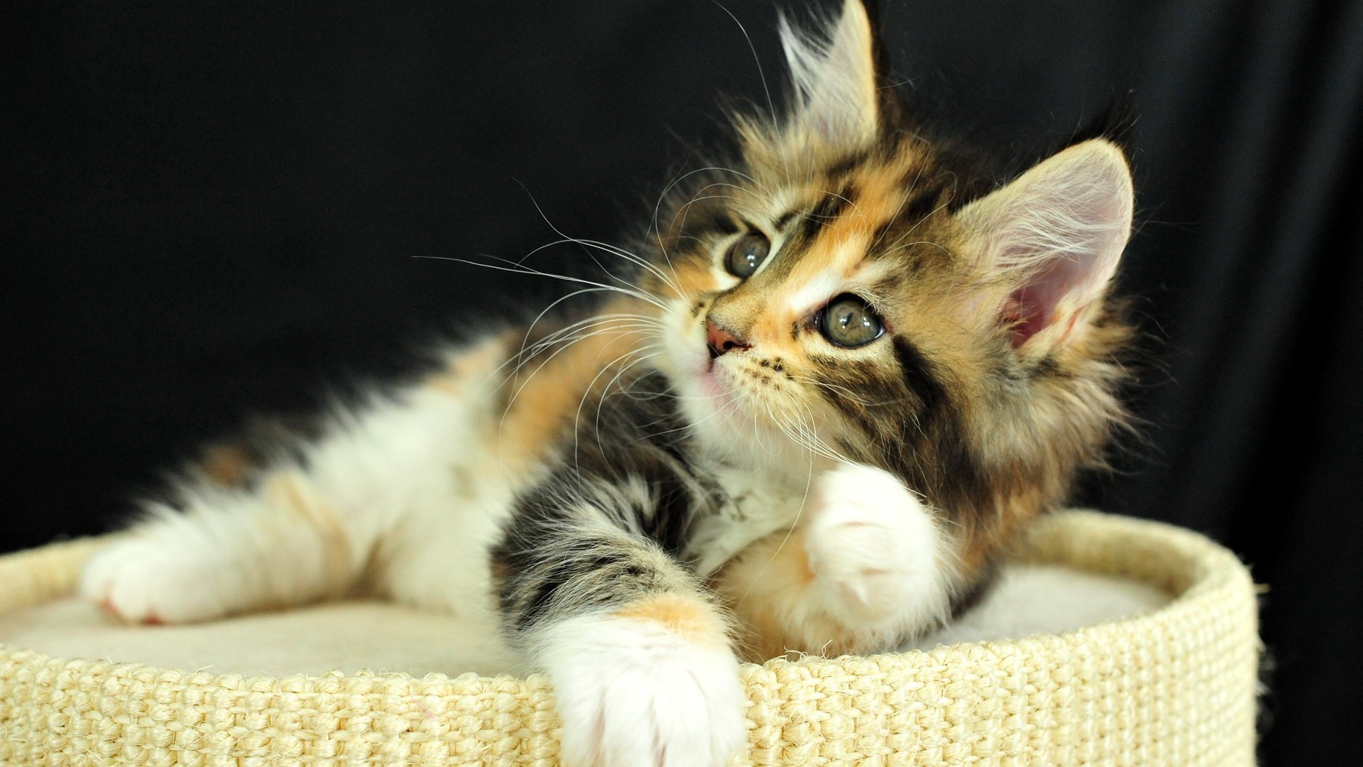 feline, флакон, локред