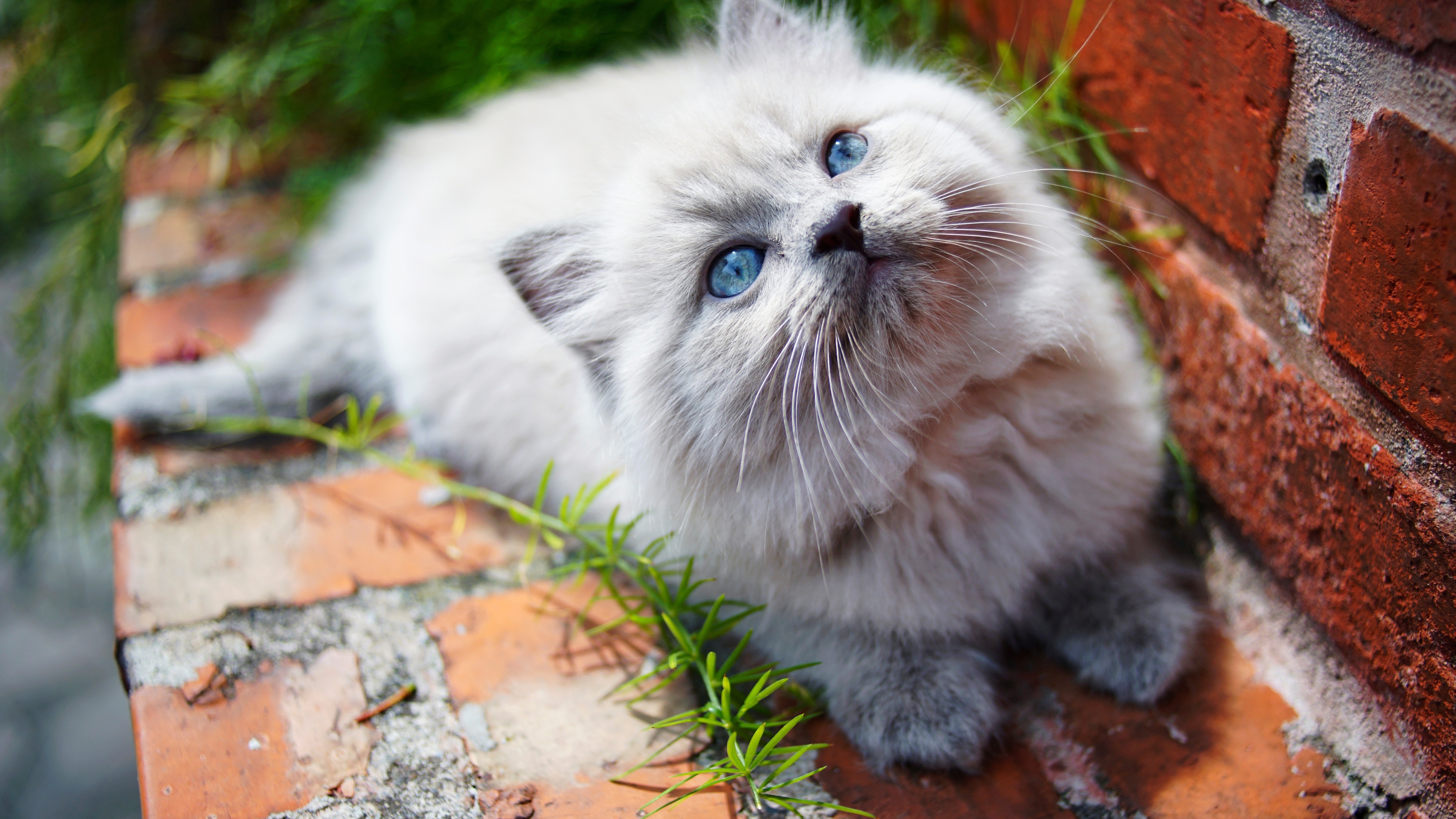 морда, котенок, кошка,