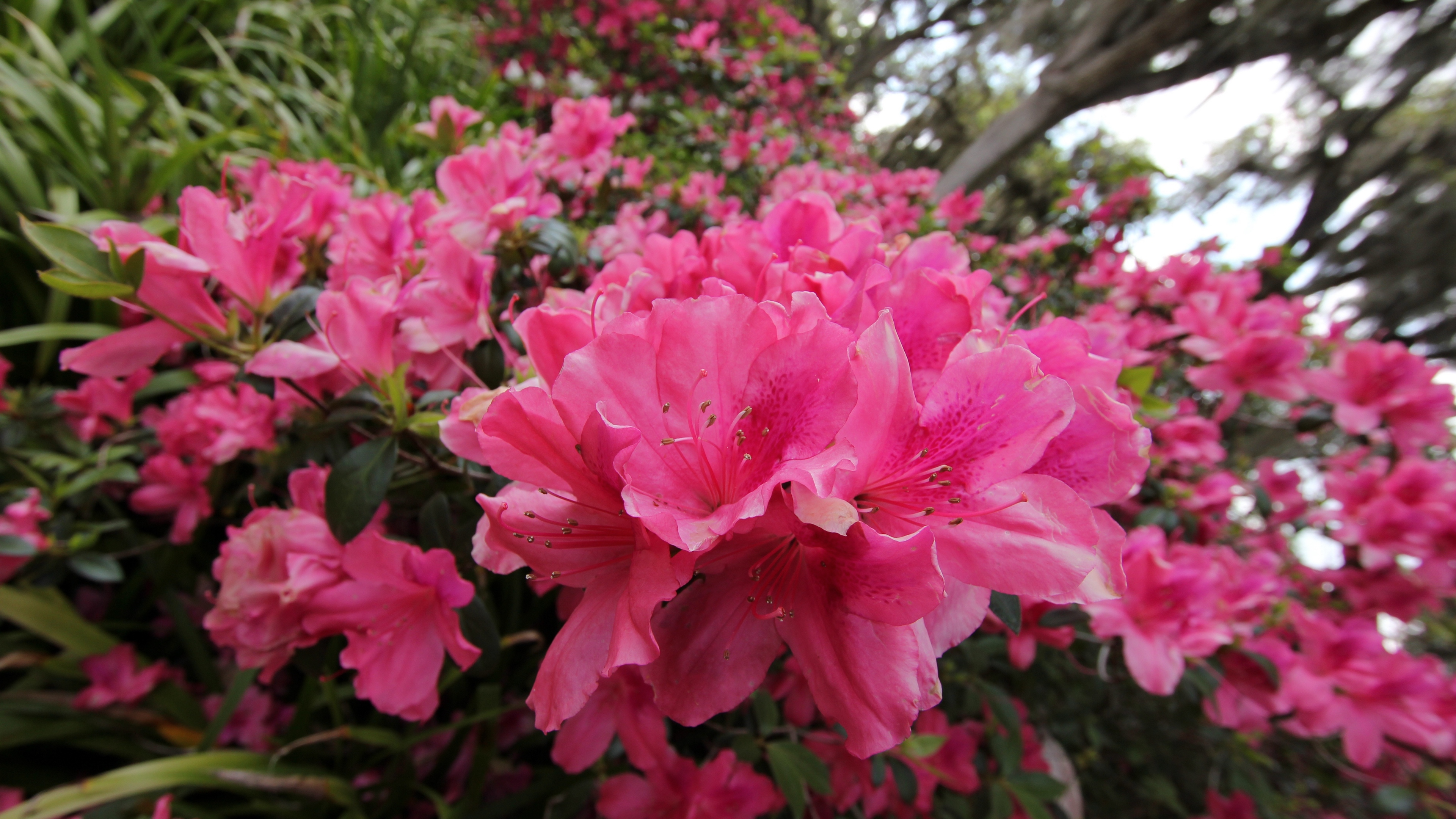 вкладка, галактика