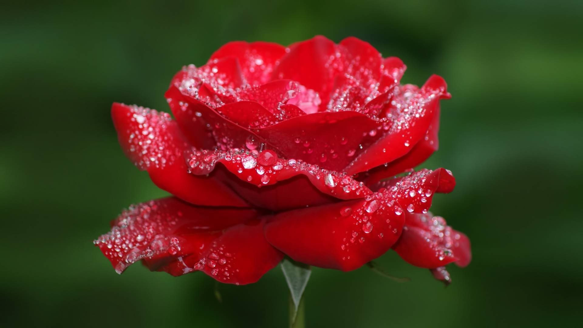 роза, красная