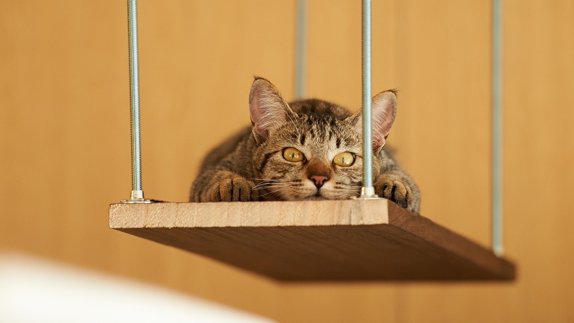 кот, качели, животное