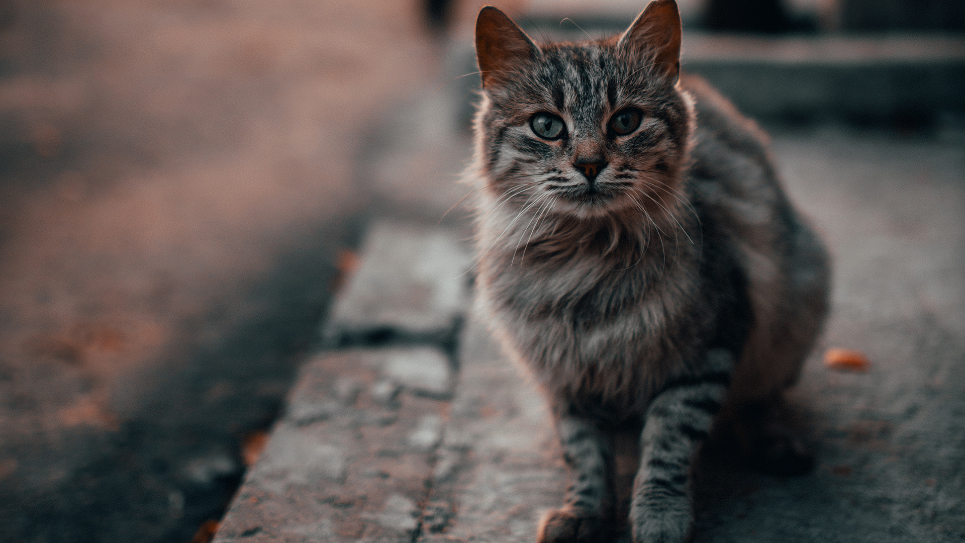 кошка сидит на тротуаре и смотрит в камеру