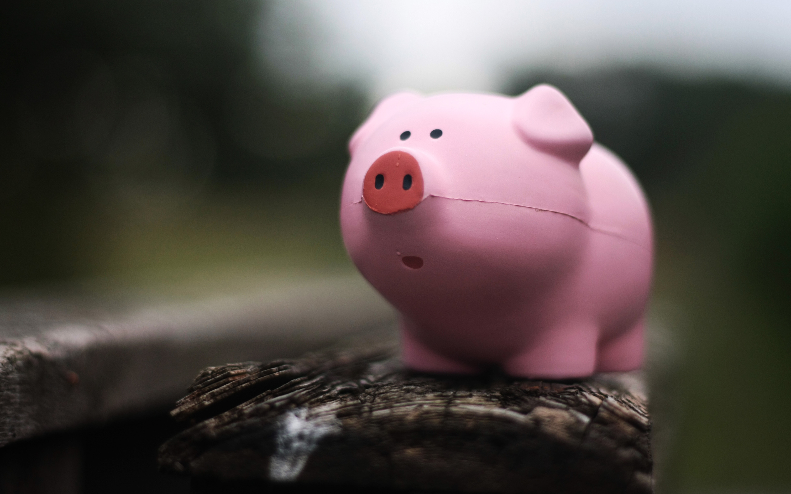 зооклубе, животных