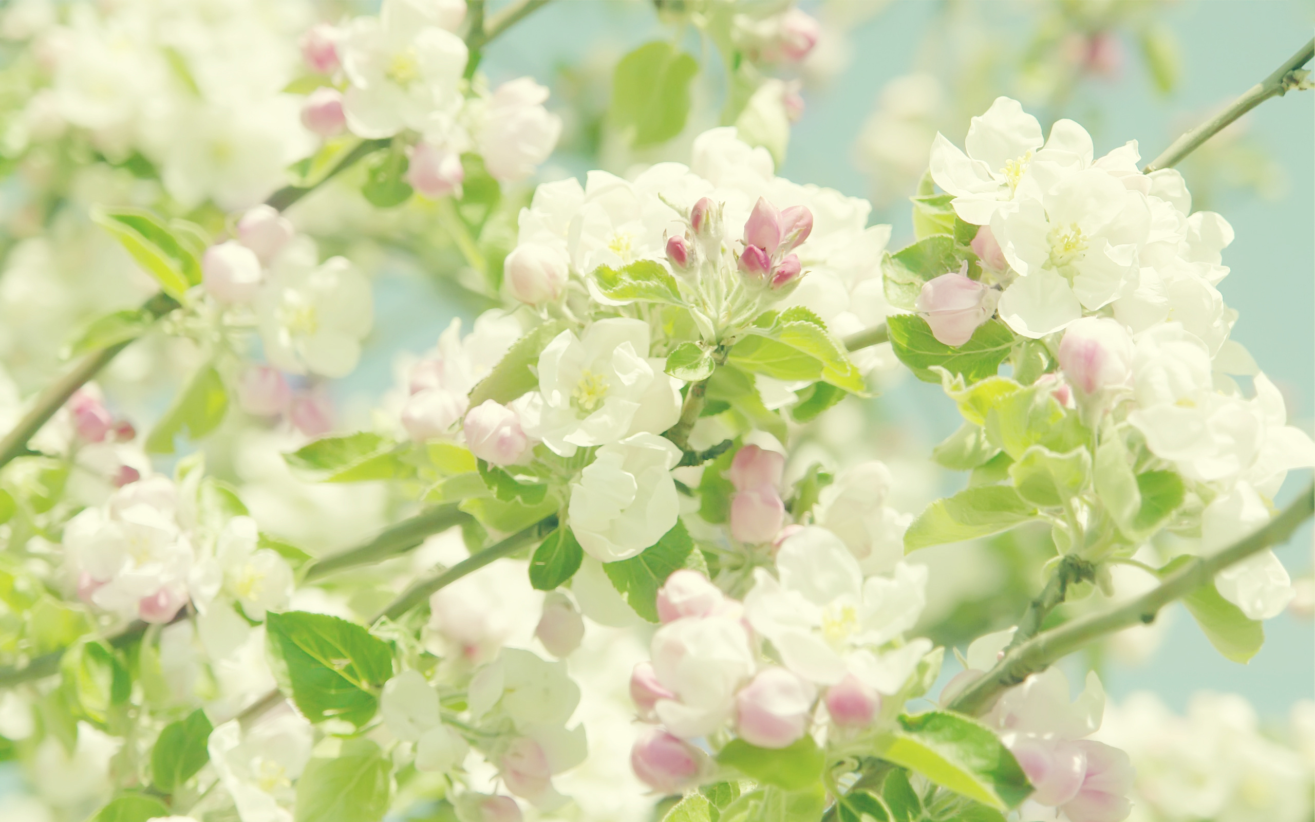 яблоня цветение дерево бесплатно