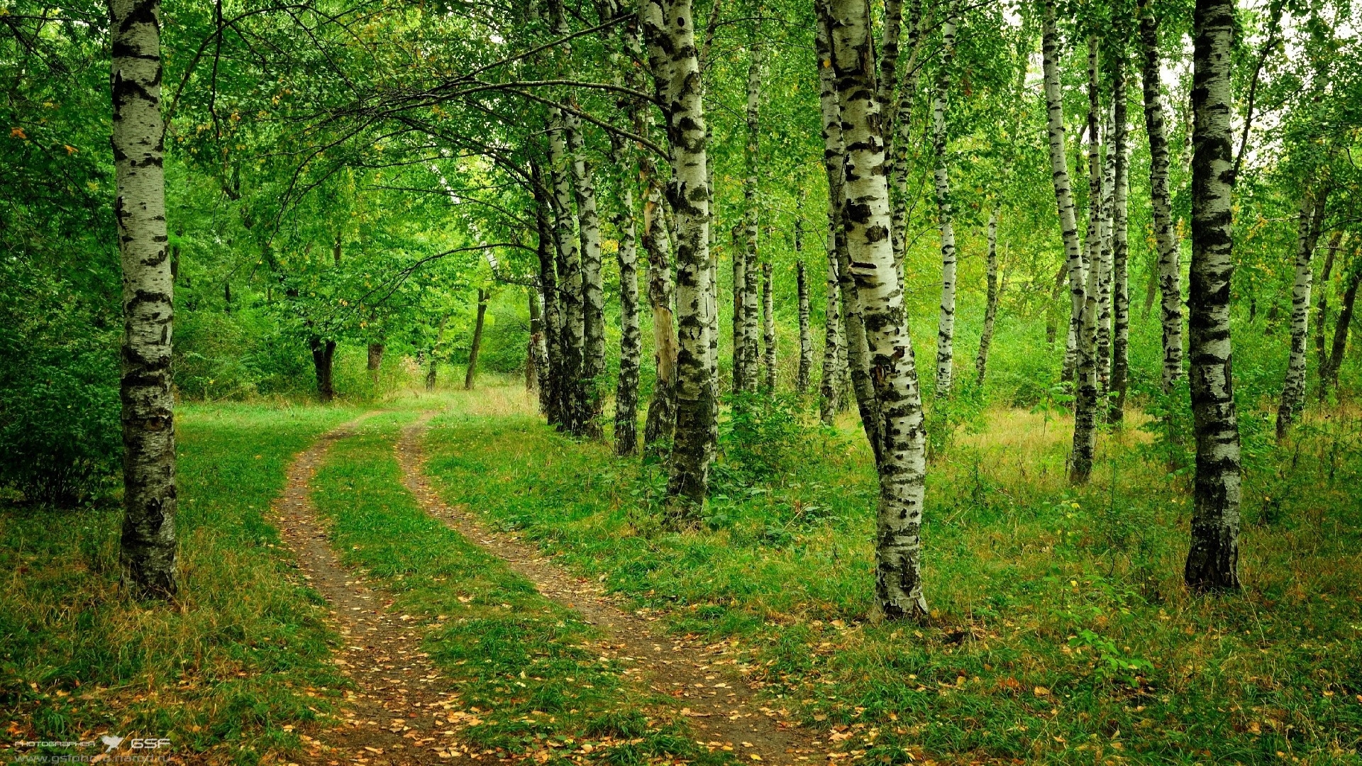 лес, зелёный, деревя