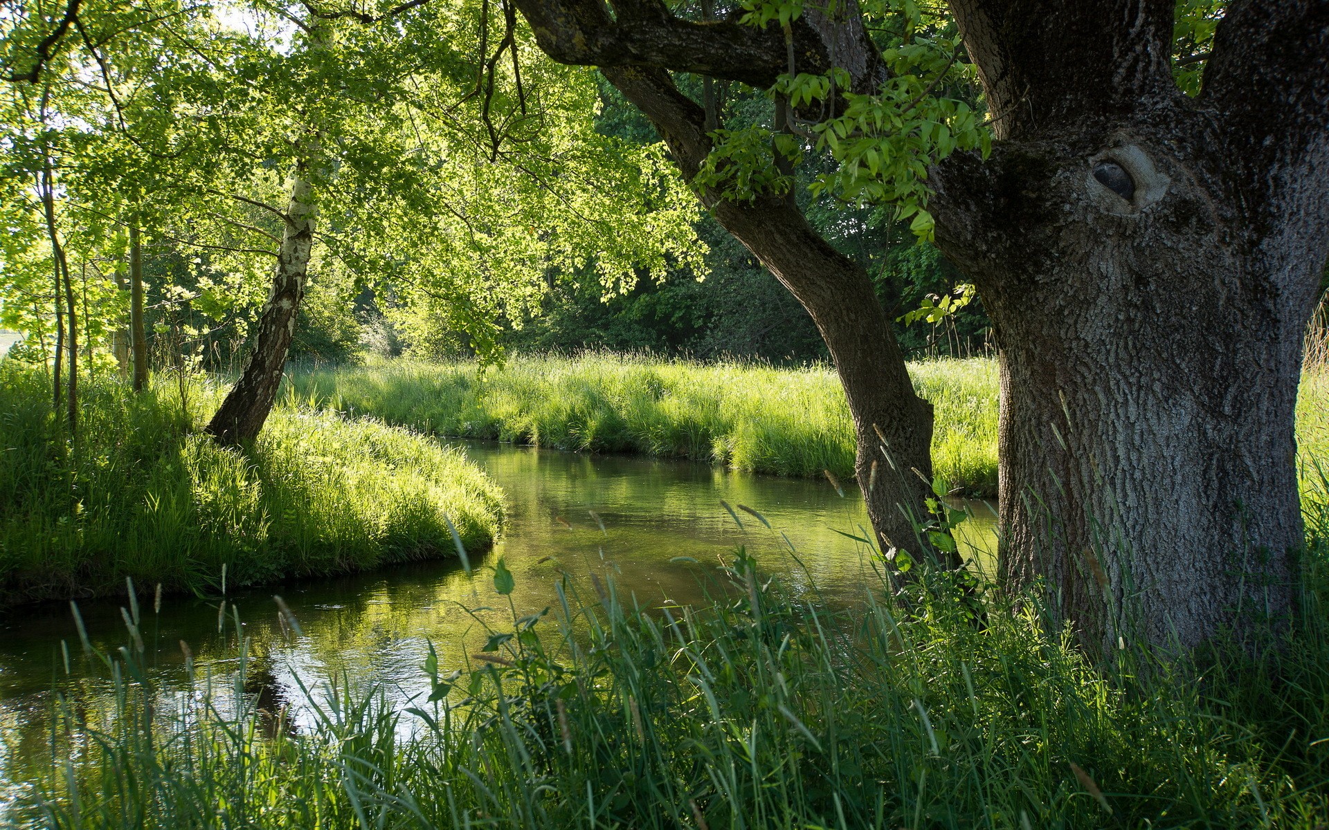 летний, фураж