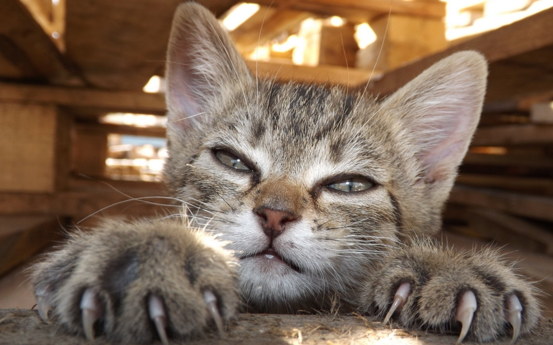 кошка, кот, кошачий