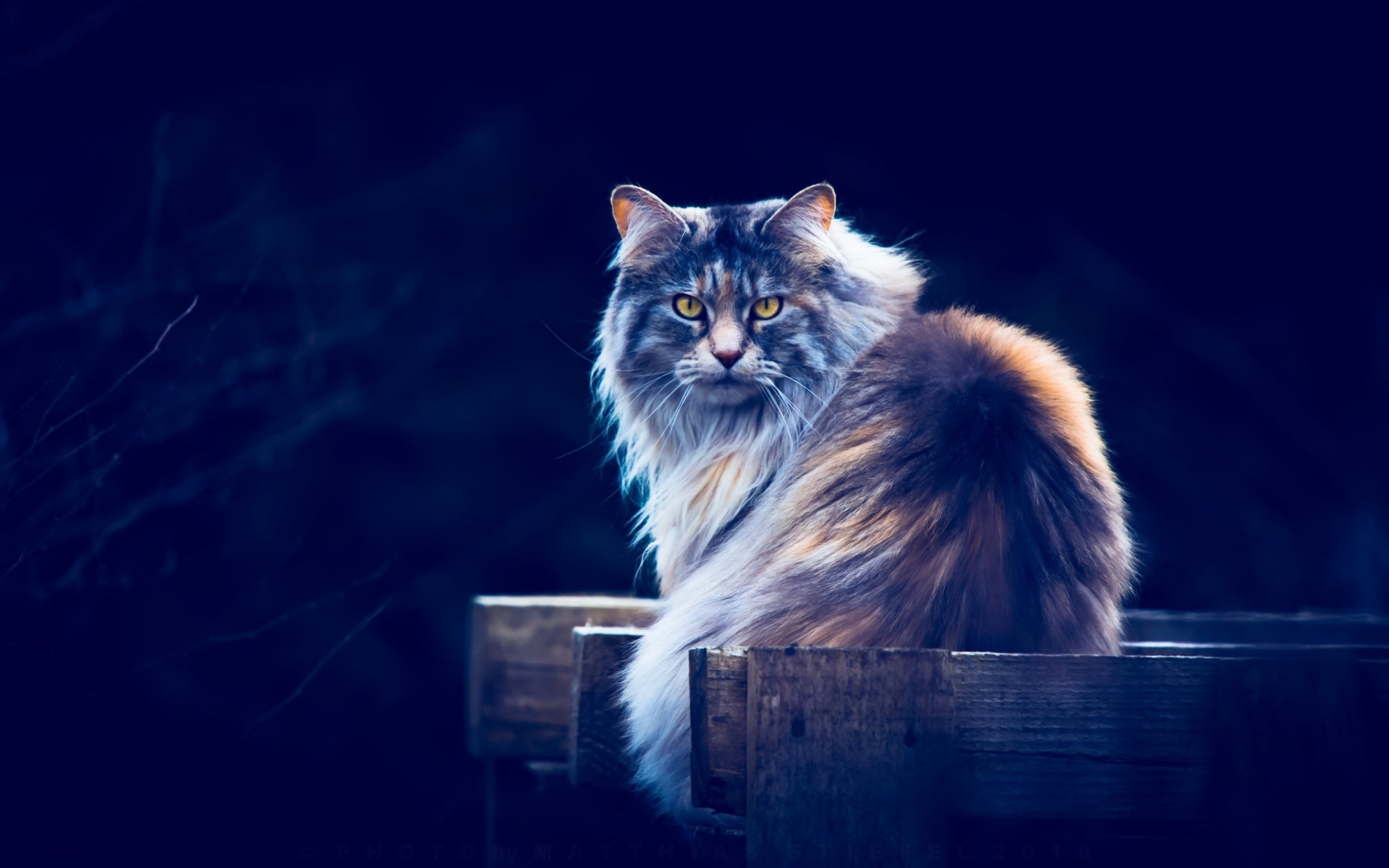 кот, кун, мэн