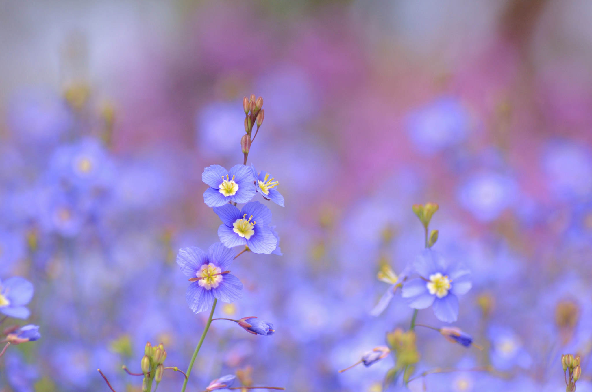 Синие цветы размытый фон бесплатно