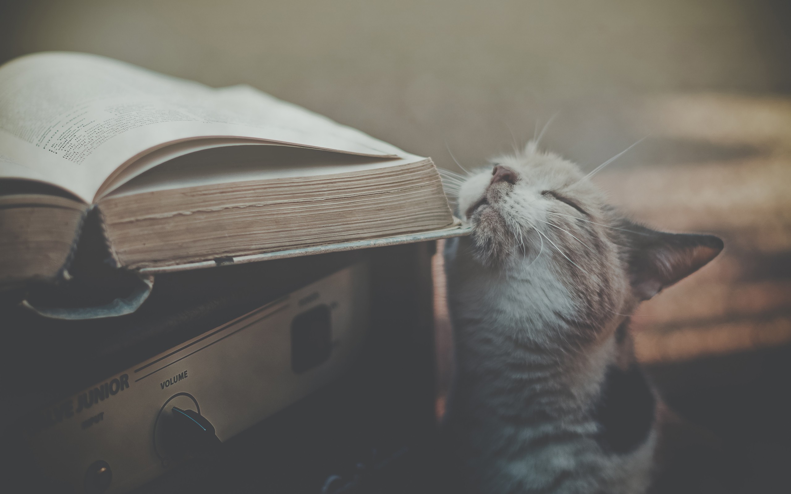 Котенок в книжной полке без смс