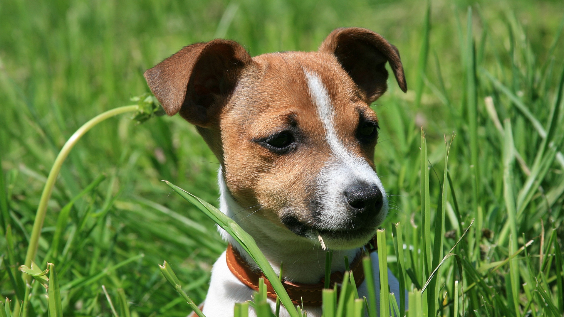 рассел, футбол, джек