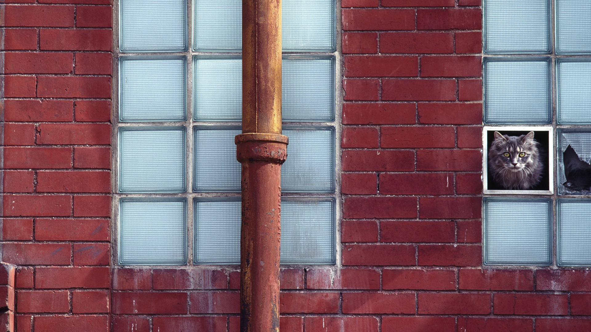 кошка, которая смотрит в окно