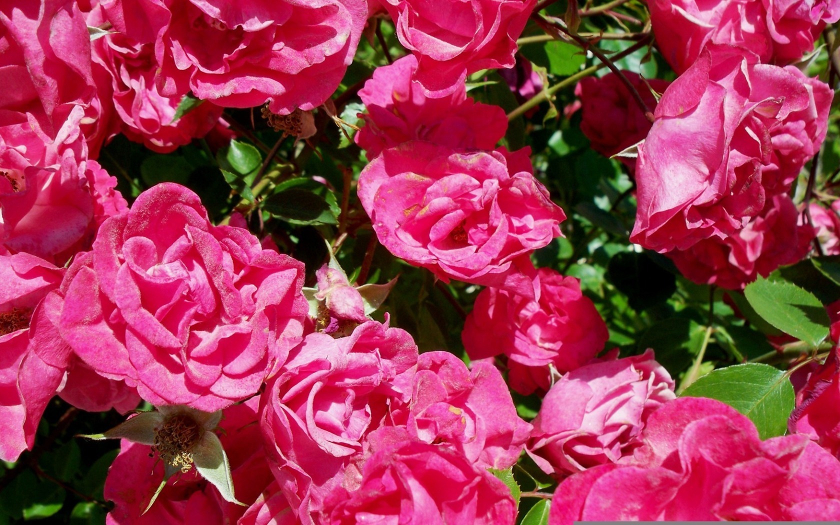 шиповник, лепестки