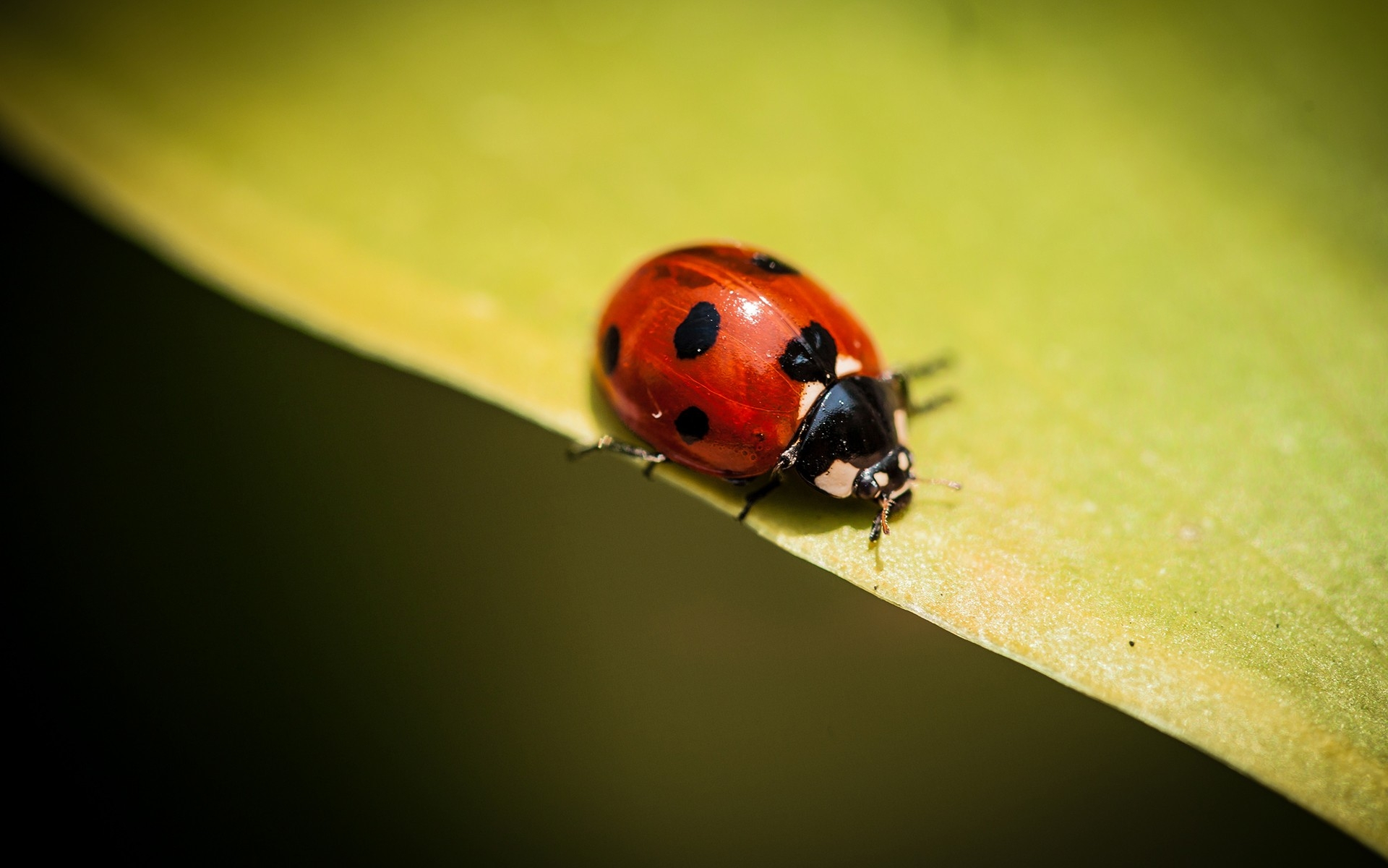 ladybug, насекомое, desktop