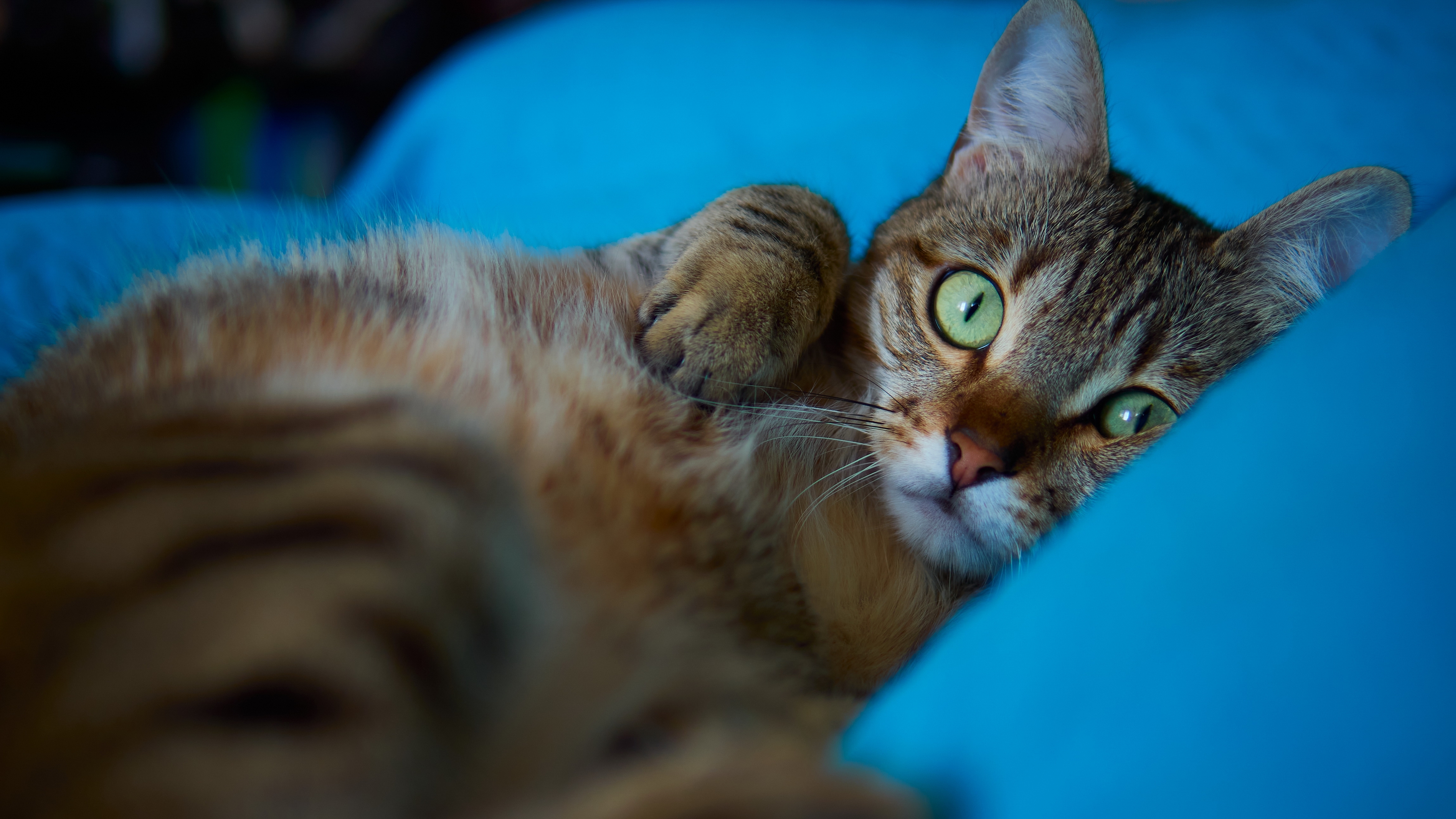 их, кот