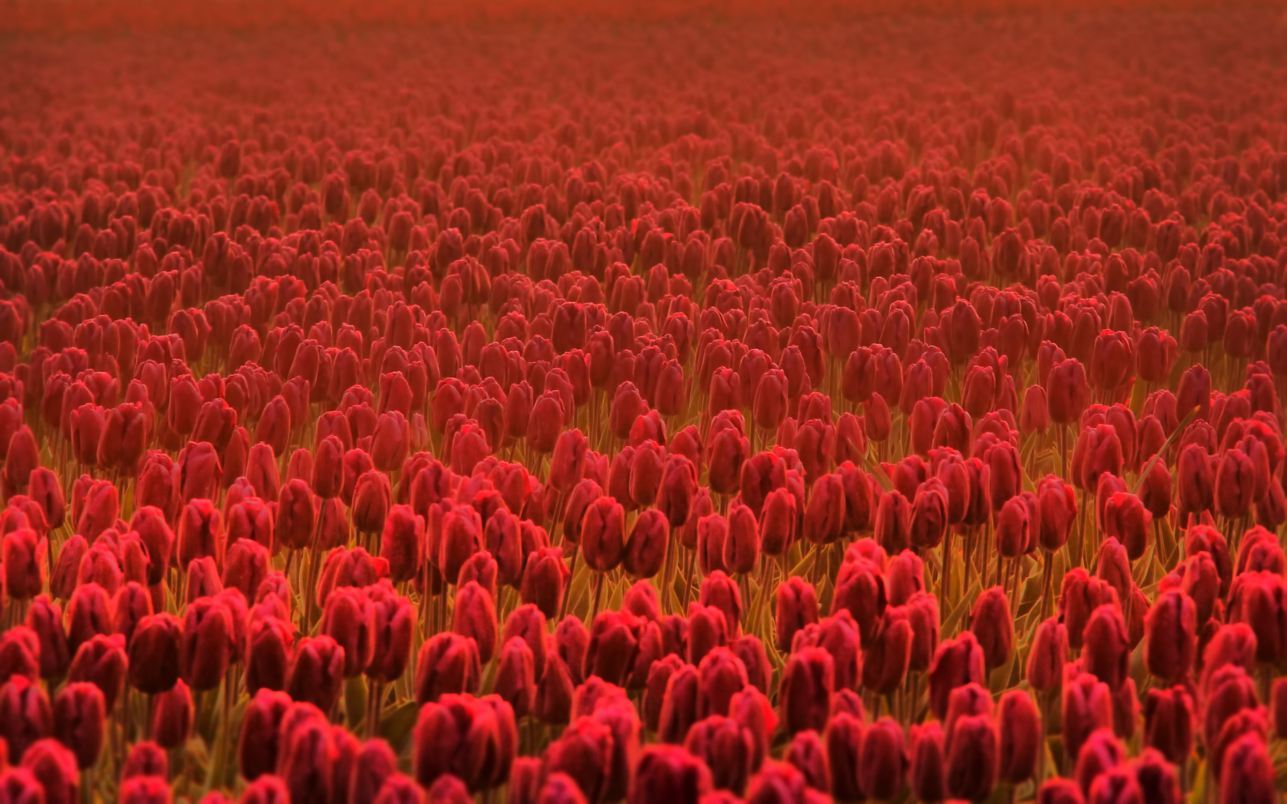 тюльпаны радуга поле красные загрузить