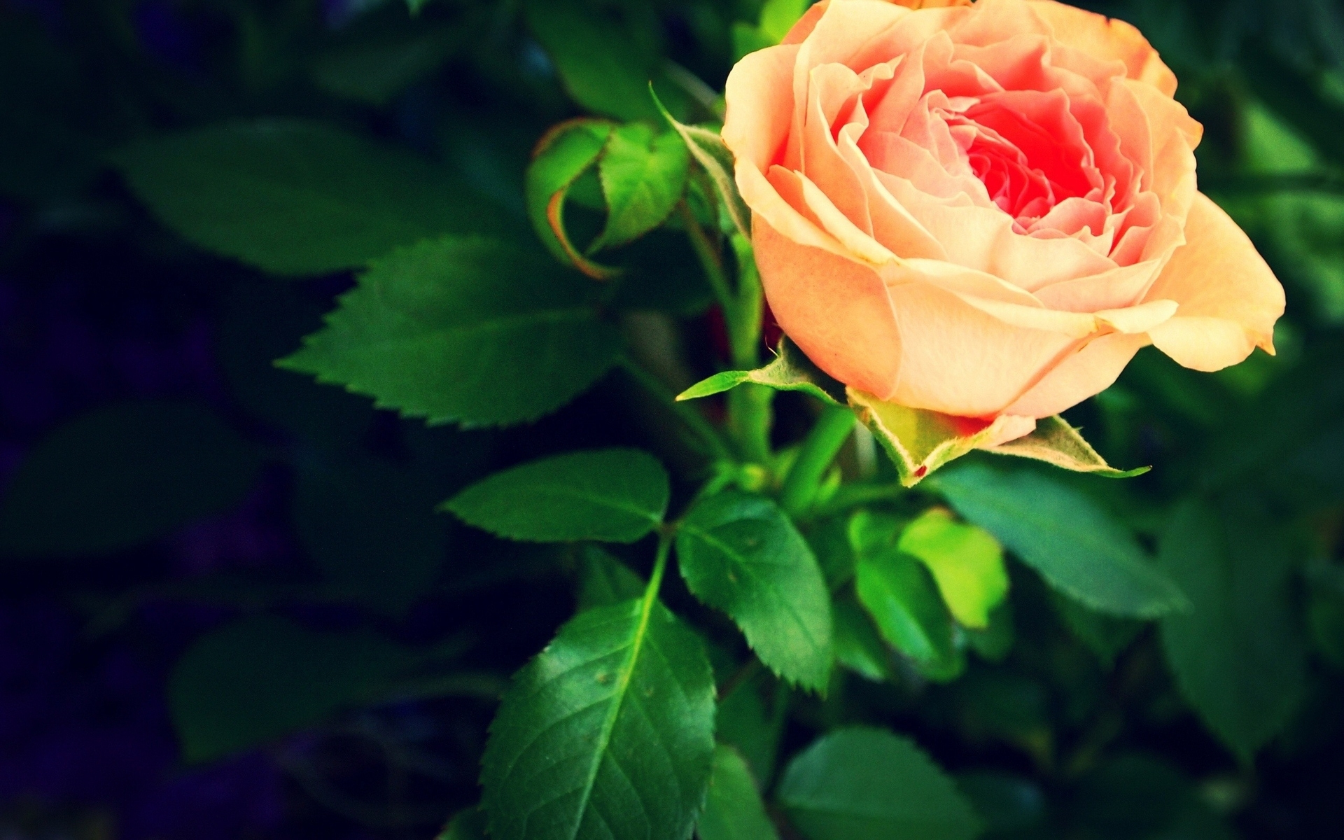 есть роза, которая цветет в саду